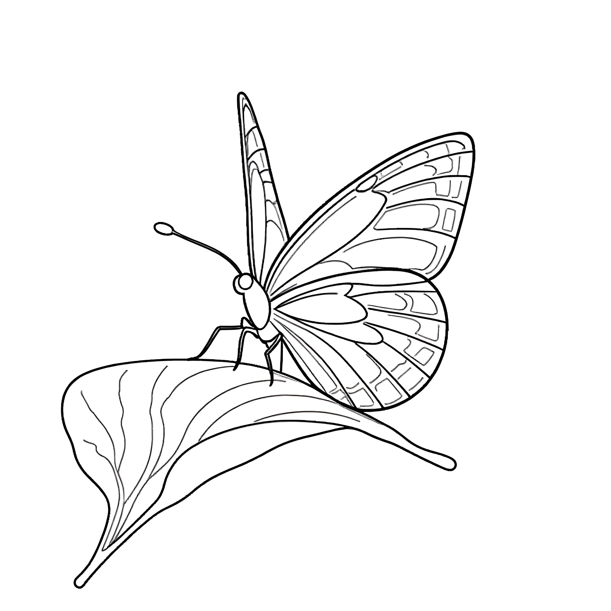 Butterfly resting on a leaf Coloring Page (free black-and-white line drawing printable PDF for all, from beginners to advanced learners, including children, teens, adults, and seniors)
