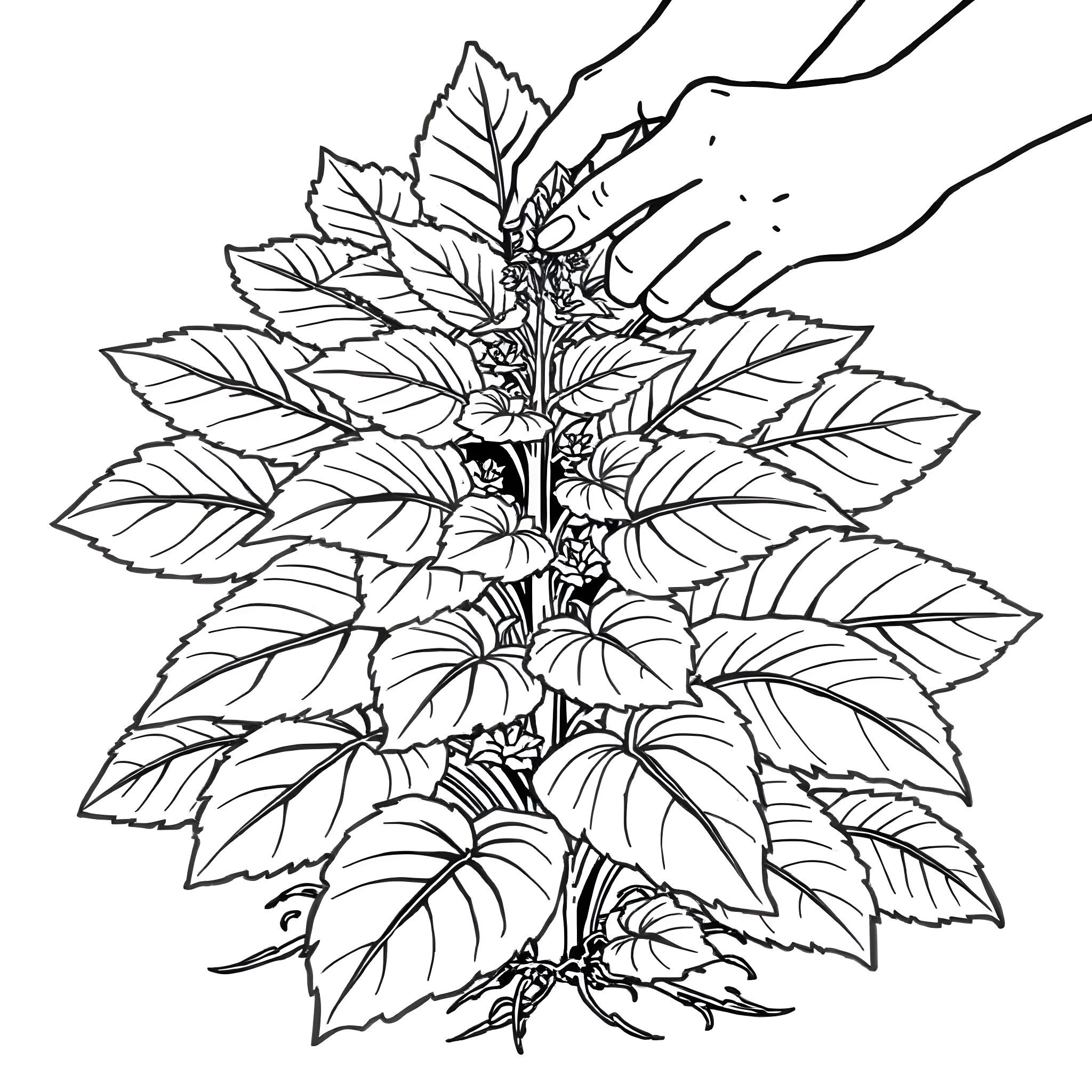 Comfrey plant with intricate foliage Coloring Page (free black-and-white line drawing printable PDF for all, from beginners to advanced learners, including children, teens, adults, and seniors)