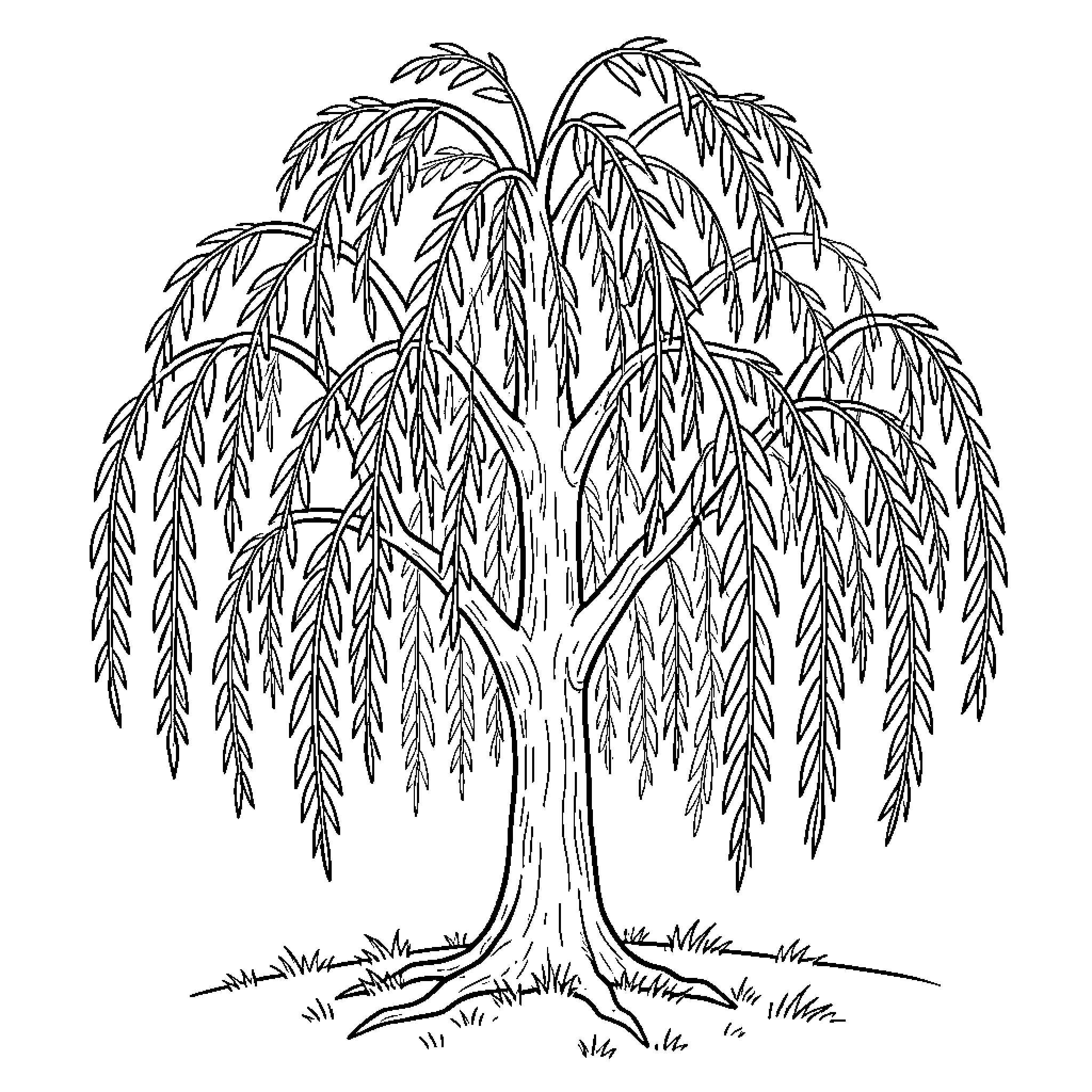 Willow tree with long drooping branches in a field Coloring Page (free black-and-white line drawing printable PDF for all, from beginners to advanced learners, including children, teens, adults, and seniors)