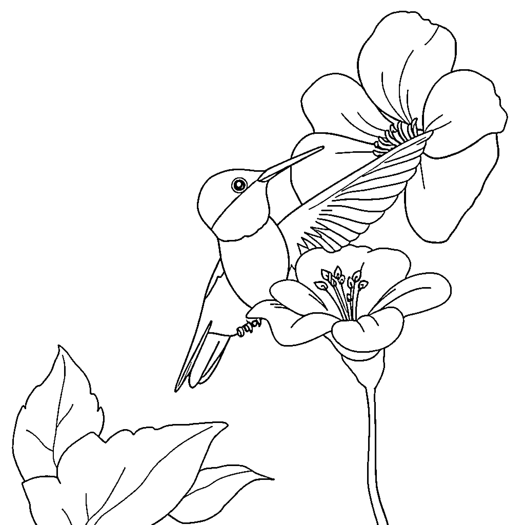 Hummingbird hovering near vibrant flower Coloring Page (free black-and-white line drawing printable PDF for all, from beginners to advanced learners, including children, teens, adults, and seniors)