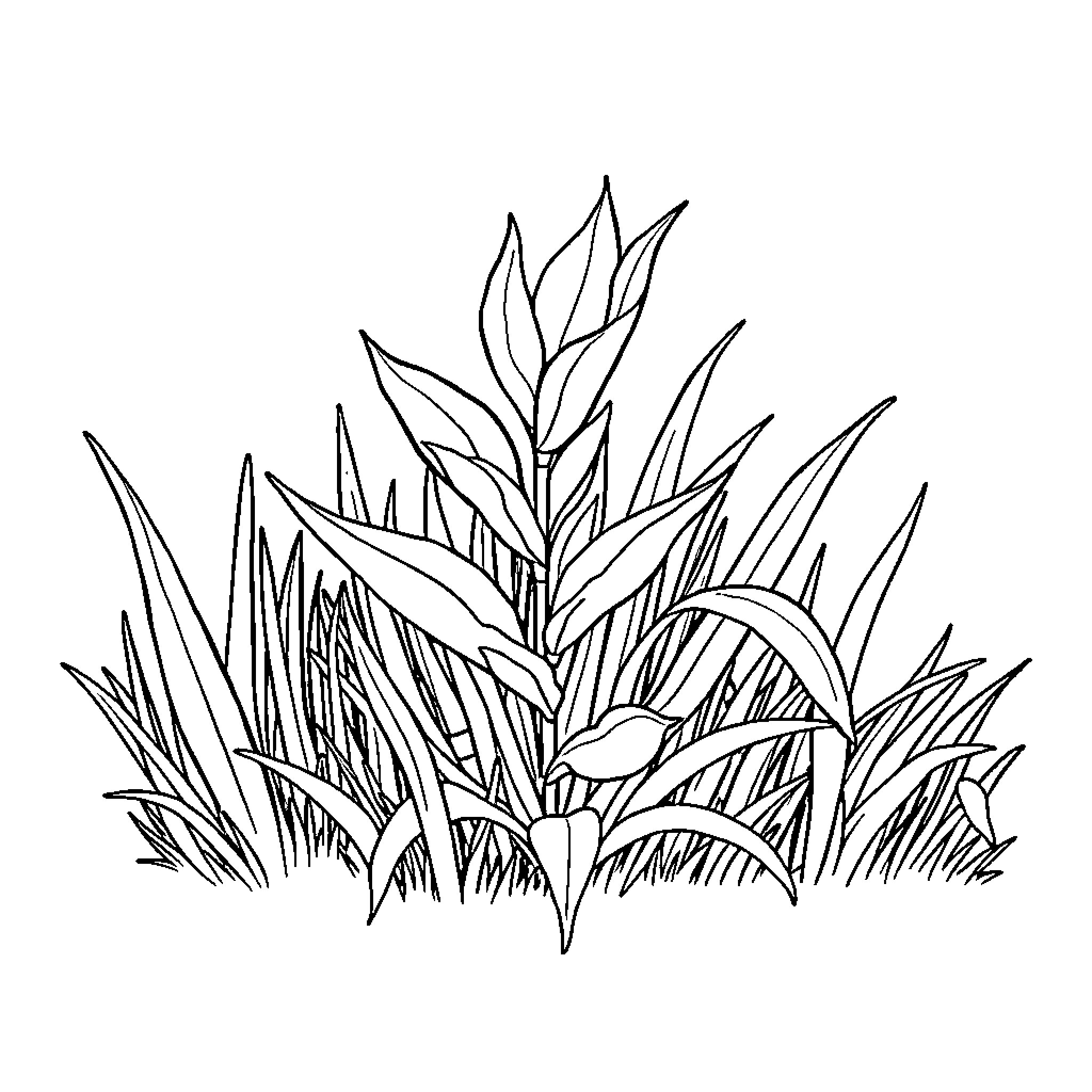 Weed growing wild in the field Coloring Page (free black-and-white line drawing printable PDF for all, from beginners to advanced learners, including children, teens, adults, and seniors)