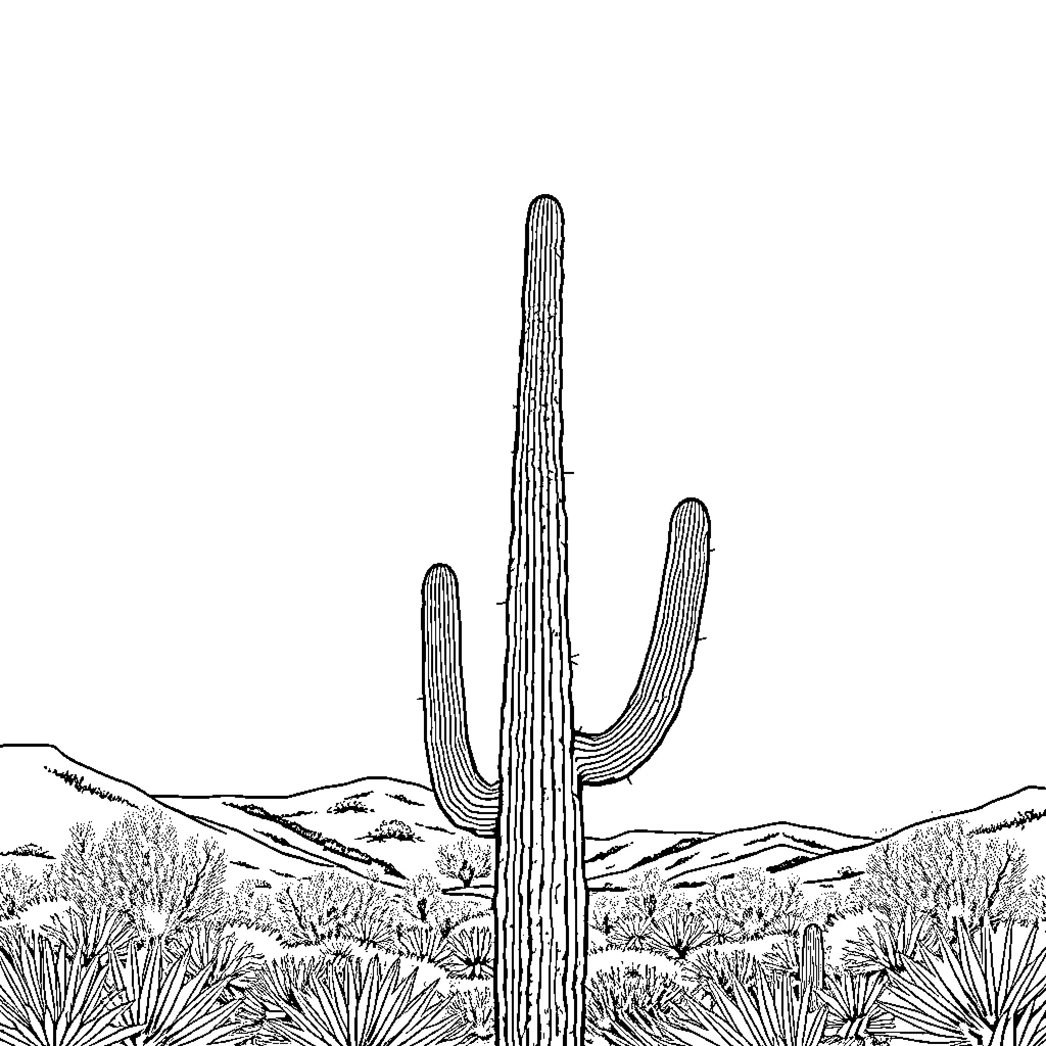 Saguaro cacti standing tall in the desert landscape Coloring Page (free black-and-white line drawing printable PDF for all, from beginners to advanced learners, including children, teens, adults, and seniors)
