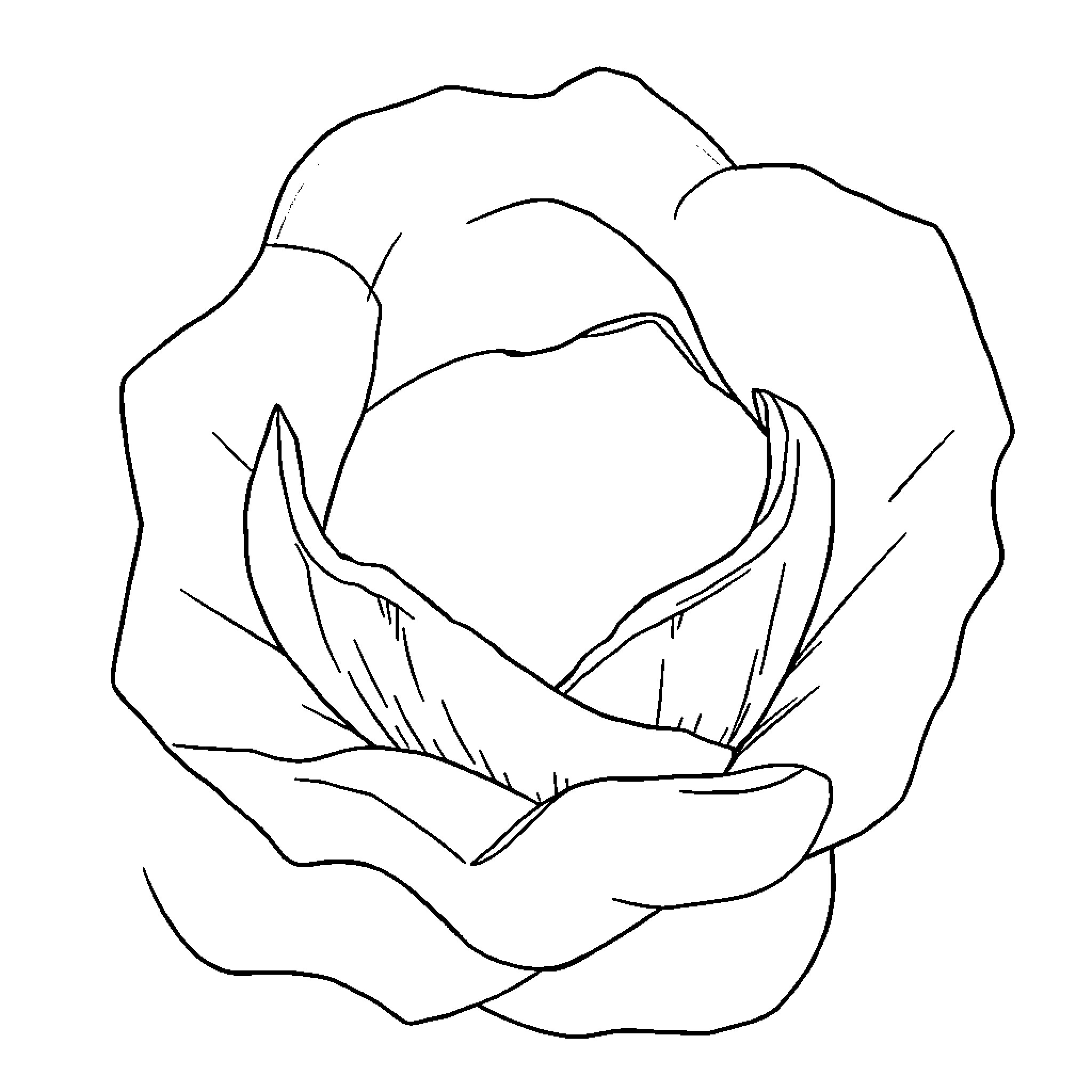 Rouge Rose Blooming in the Garden Coloring Page (free black-and-white line drawing printable PDF for all, from beginners to advanced learners, including children, teens, adults, and seniors)