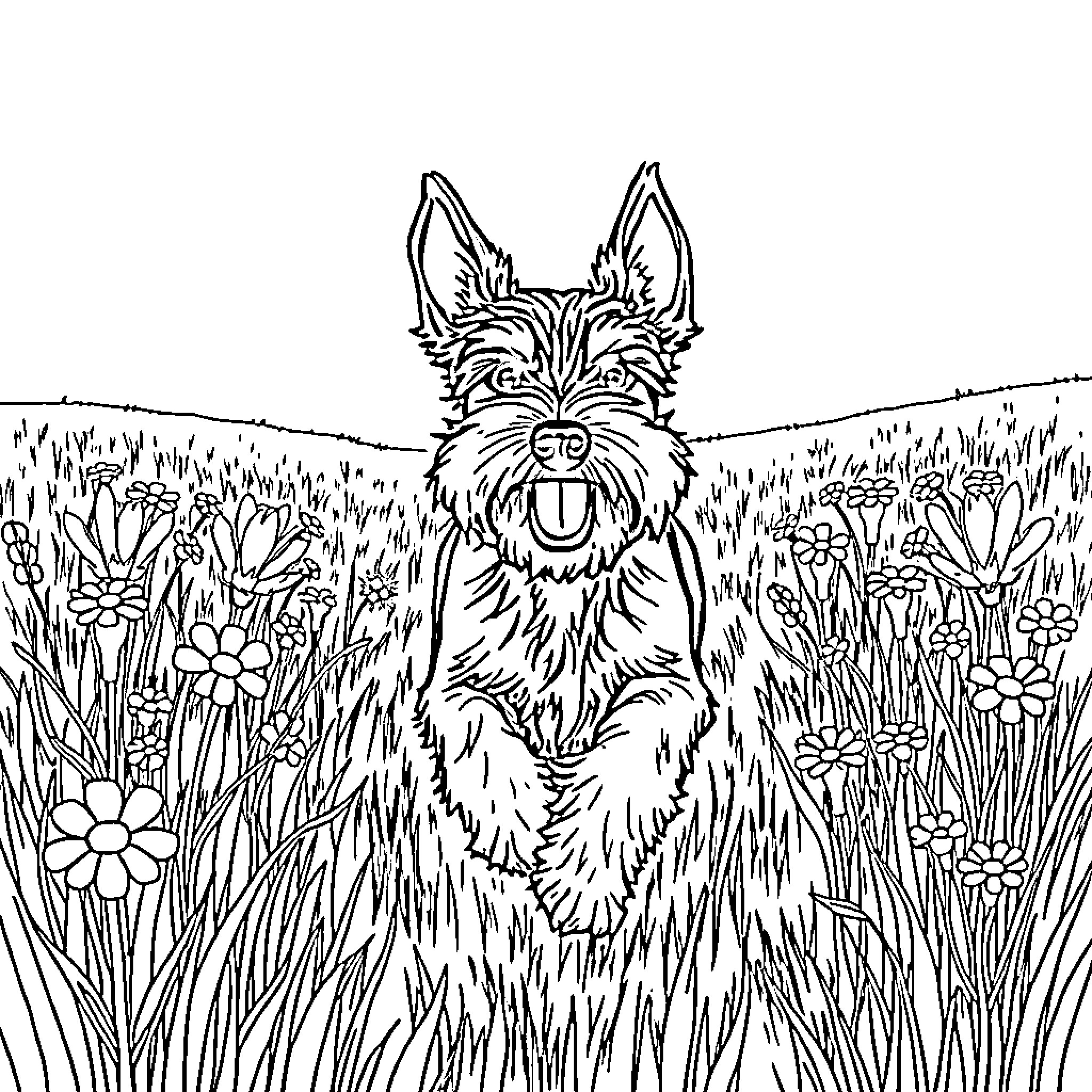 Schnauzer exploring a vibrant floral field Coloring Page (free black-and-white line drawing printable PDF for all, from beginners to advanced learners, including children, teens, adults, and seniors)