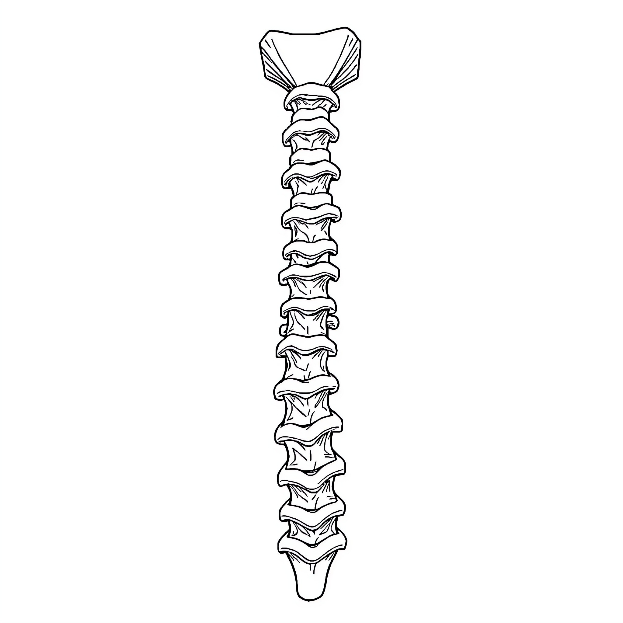 Columna Vertebral: Detailed Skeletal Structure Coloring Page (free black-and-white line drawing printable PDF for all, from beginners to advanced learners, including children, teens, adults, and seniors)