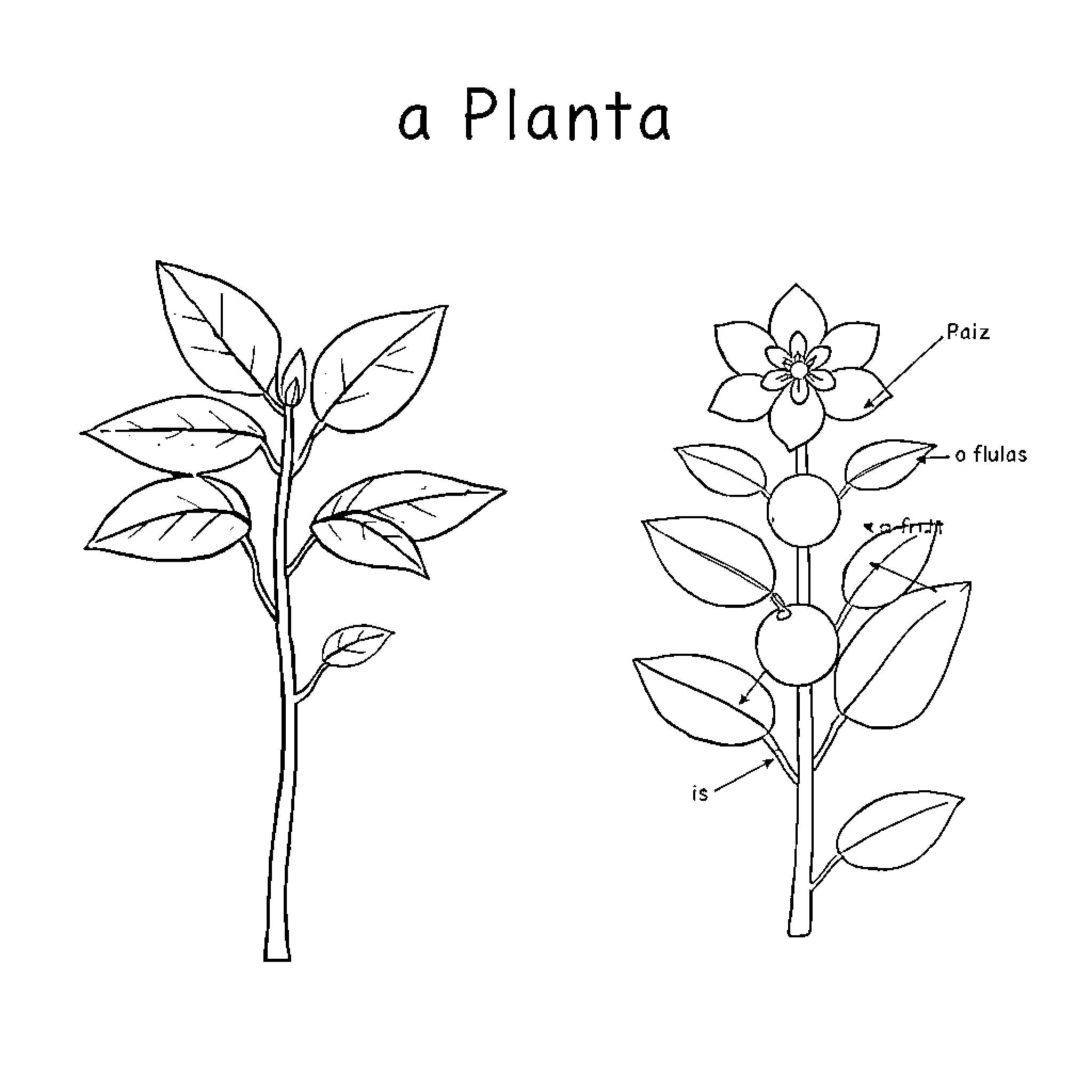Planta Parts and Structure Coloring Page (free black-and-white line drawing printable PDF for all, from beginners to advanced learners, including children, teens, adults, and seniors)