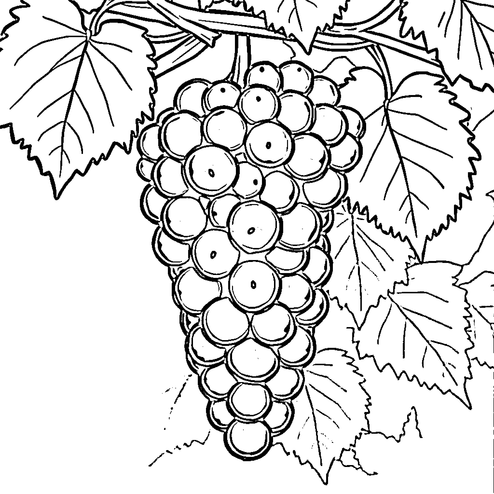 Grape bunch amidst lush foliage Coloring Page (free black-and-white line drawing printable PDF for all, from beginners to advanced learners, including children, teens, adults, and seniors)