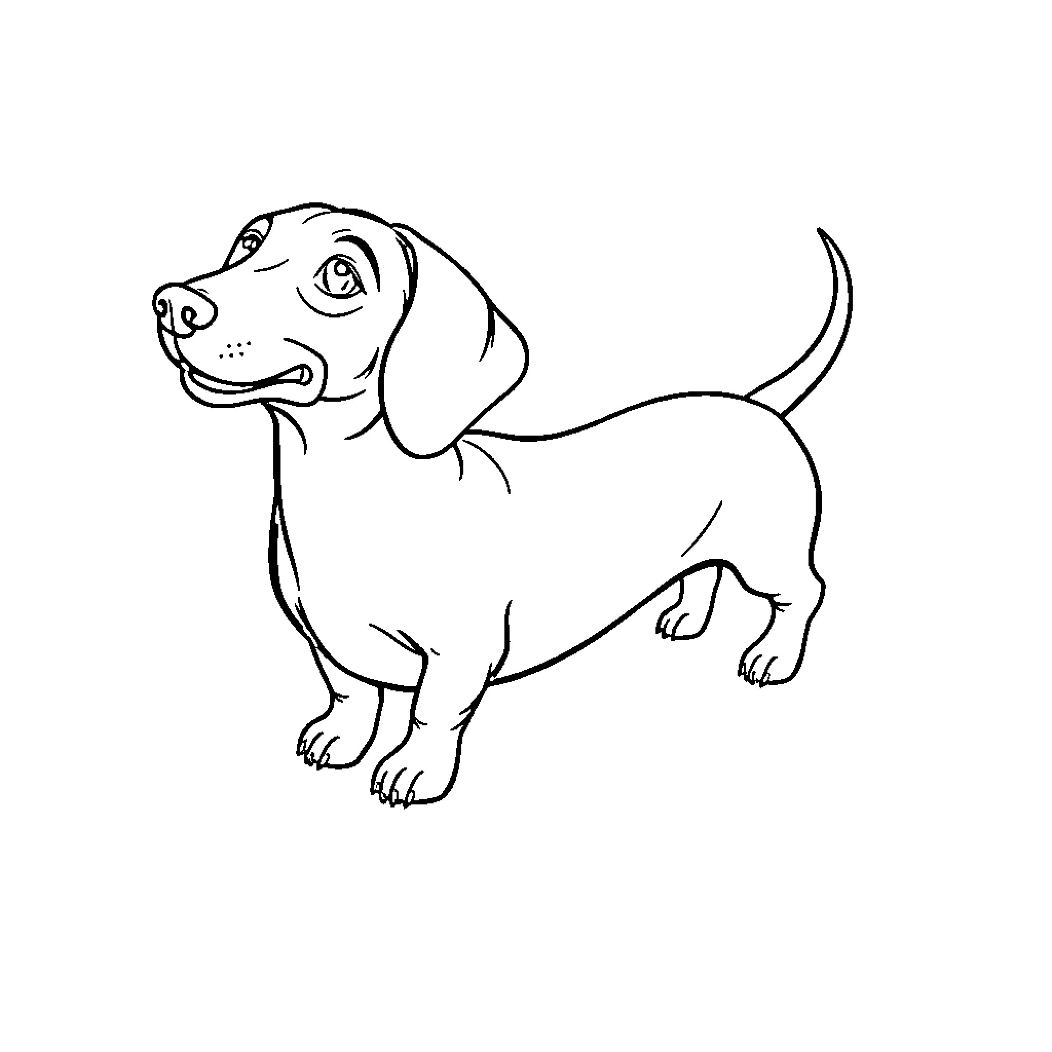 Dachshund standing alert and curious Coloring Page (free black-and-white line drawing printable PDF for all, from beginners to advanced learners, including children, teens, adults, and seniors)