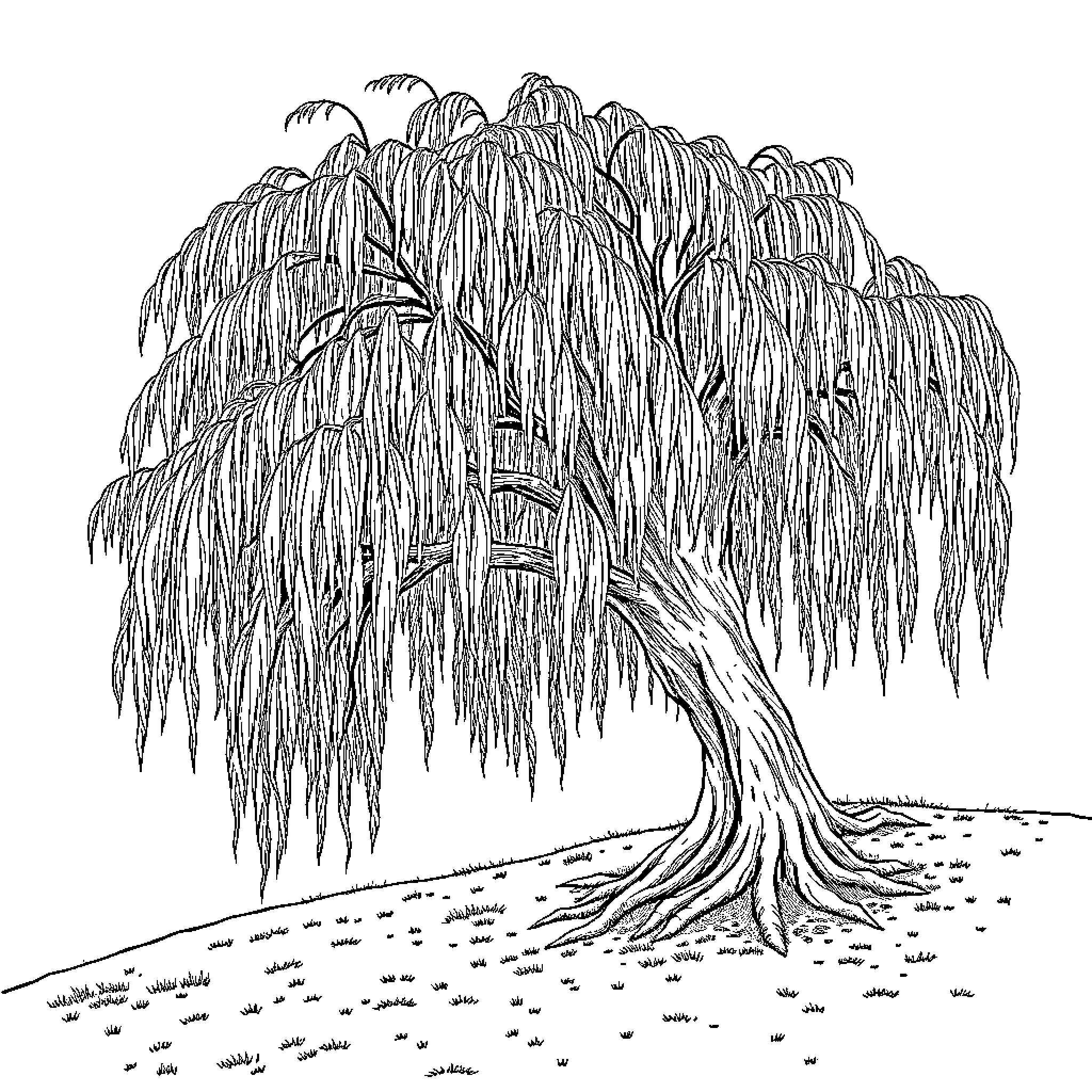 Willow tree with drooping branches in a landscape Coloring Page (free black-and-white line drawing printable PDF for all, from beginners to advanced learners, including children, teens, adults, and seniors)