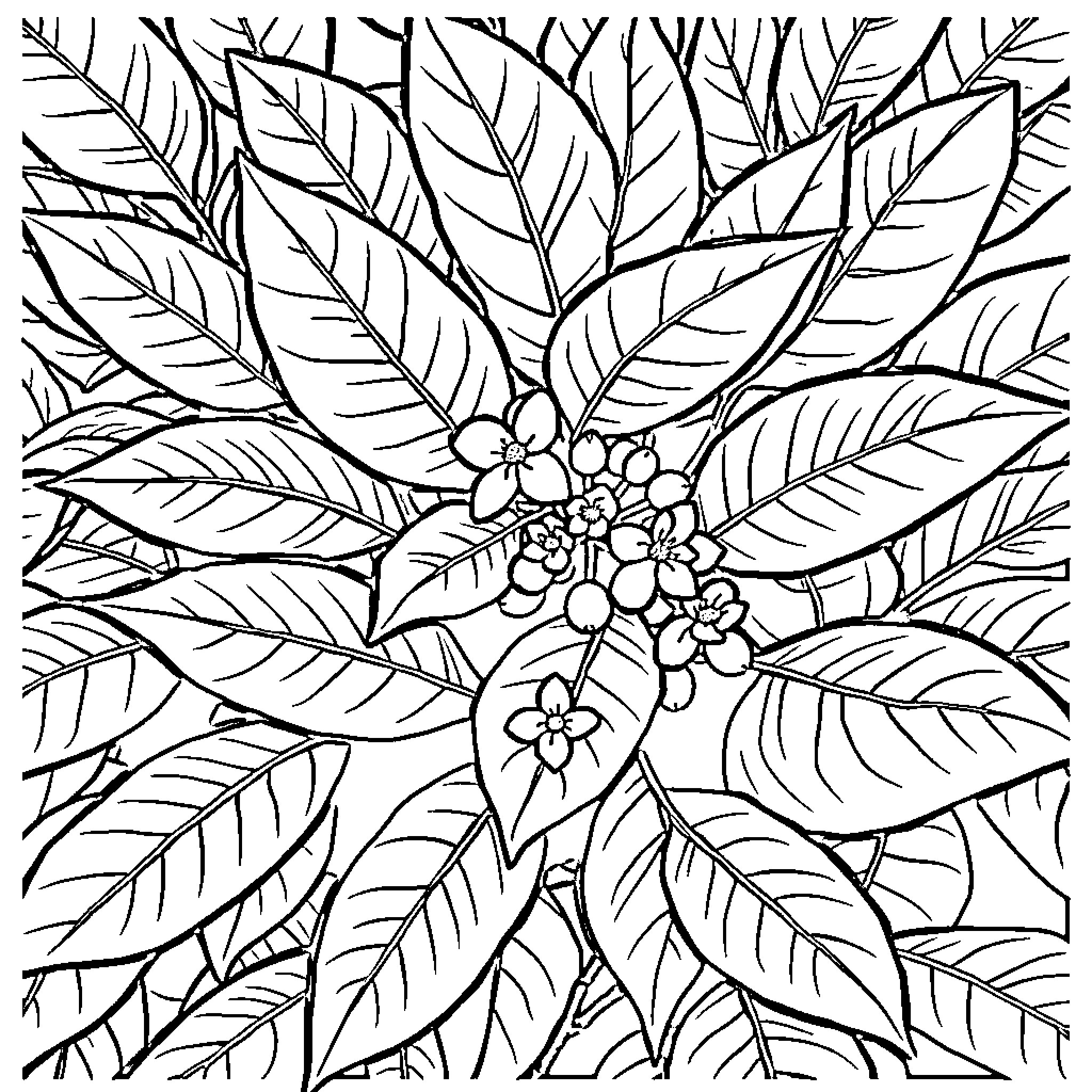 Coffee Plant with Blooming Flowers Coloring Page (free black-and-white line drawing printable PDF for all, from beginners to advanced learners, including children, teens, adults, and seniors)