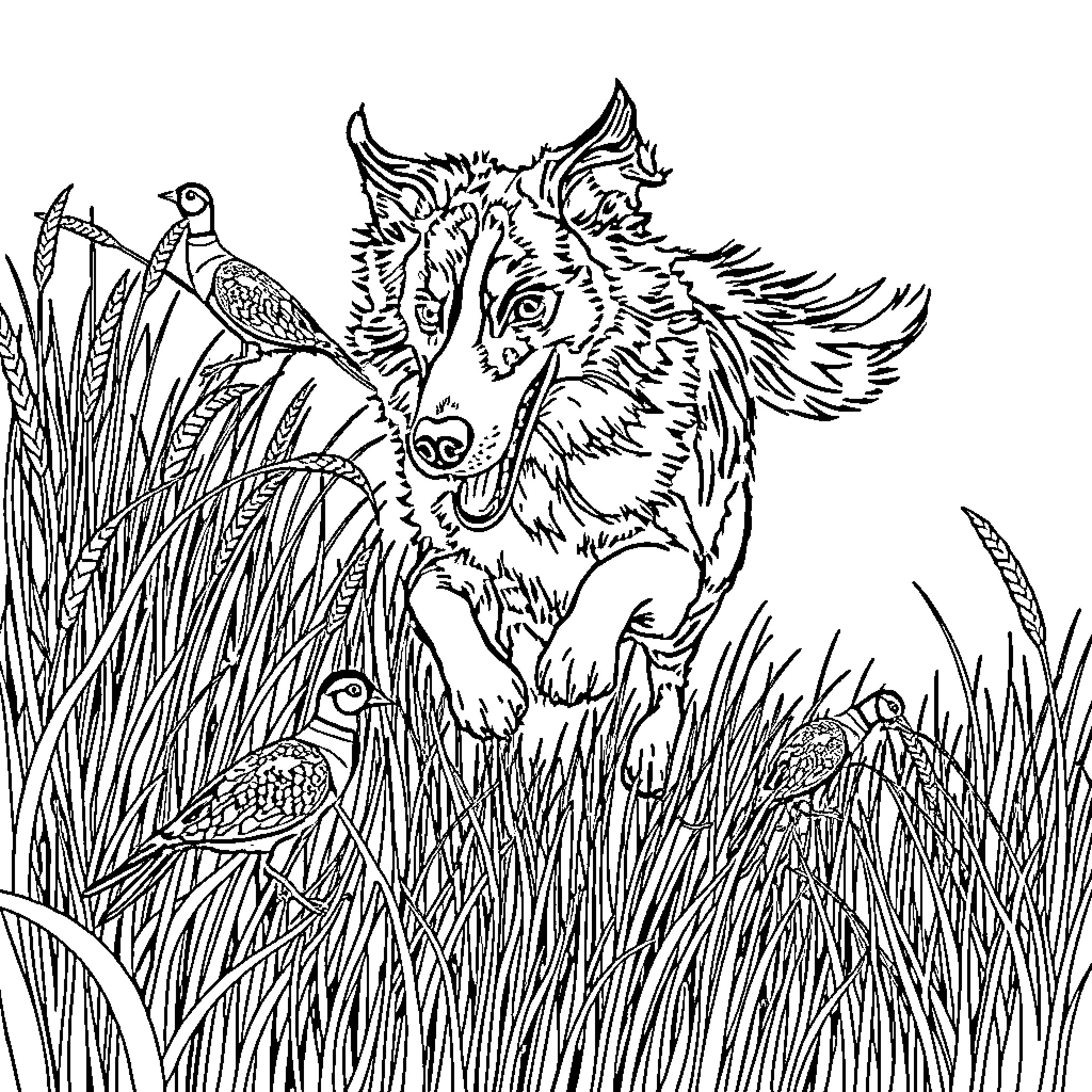 Border Collie exploring nature with birds Coloring Page (free black-and-white line drawing printable PDF for all, from beginners to advanced learners, including children, teens, adults, and seniors)