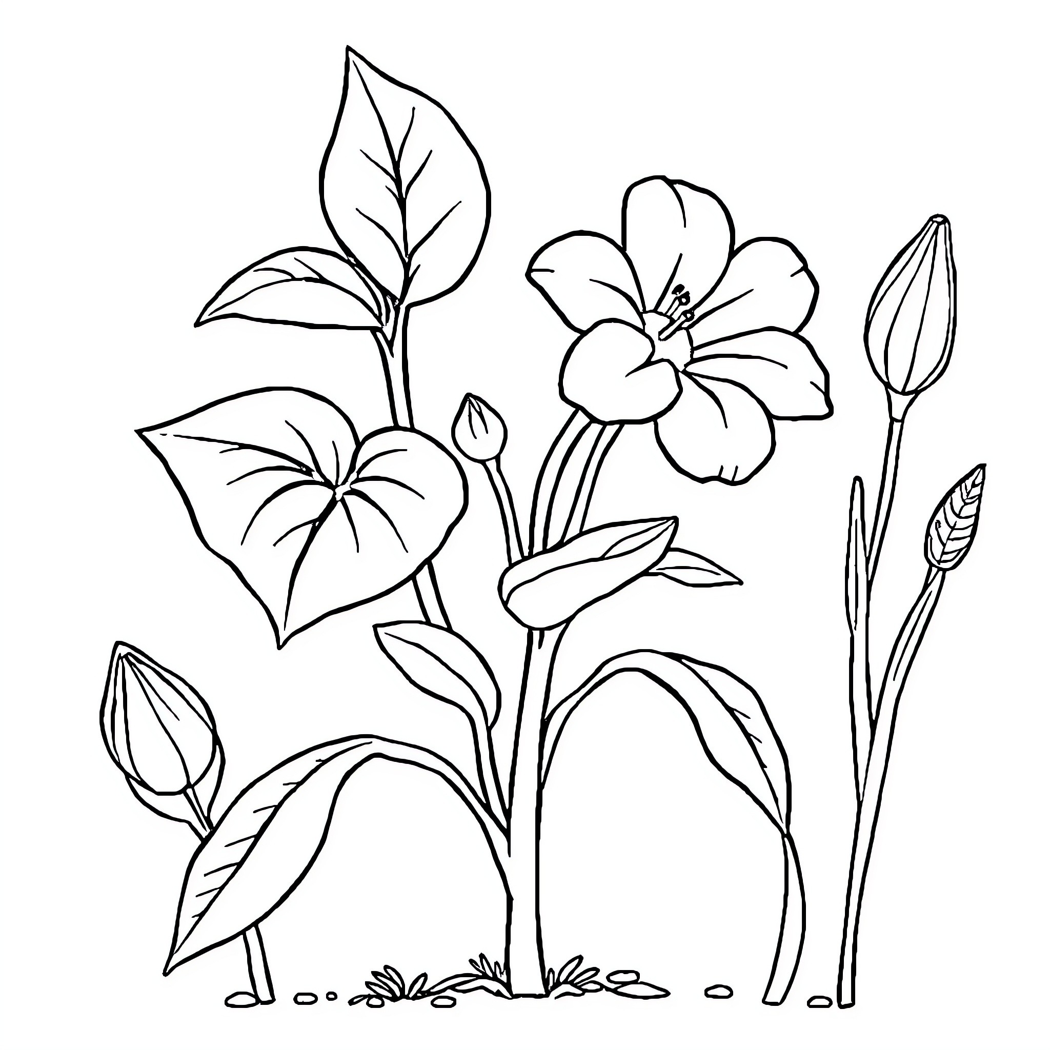 Plant with blooming flowers and buds Coloring Page (free black-and-white line drawing printable PDF for all, from beginners to advanced learners, including children, teens, adults, and seniors)