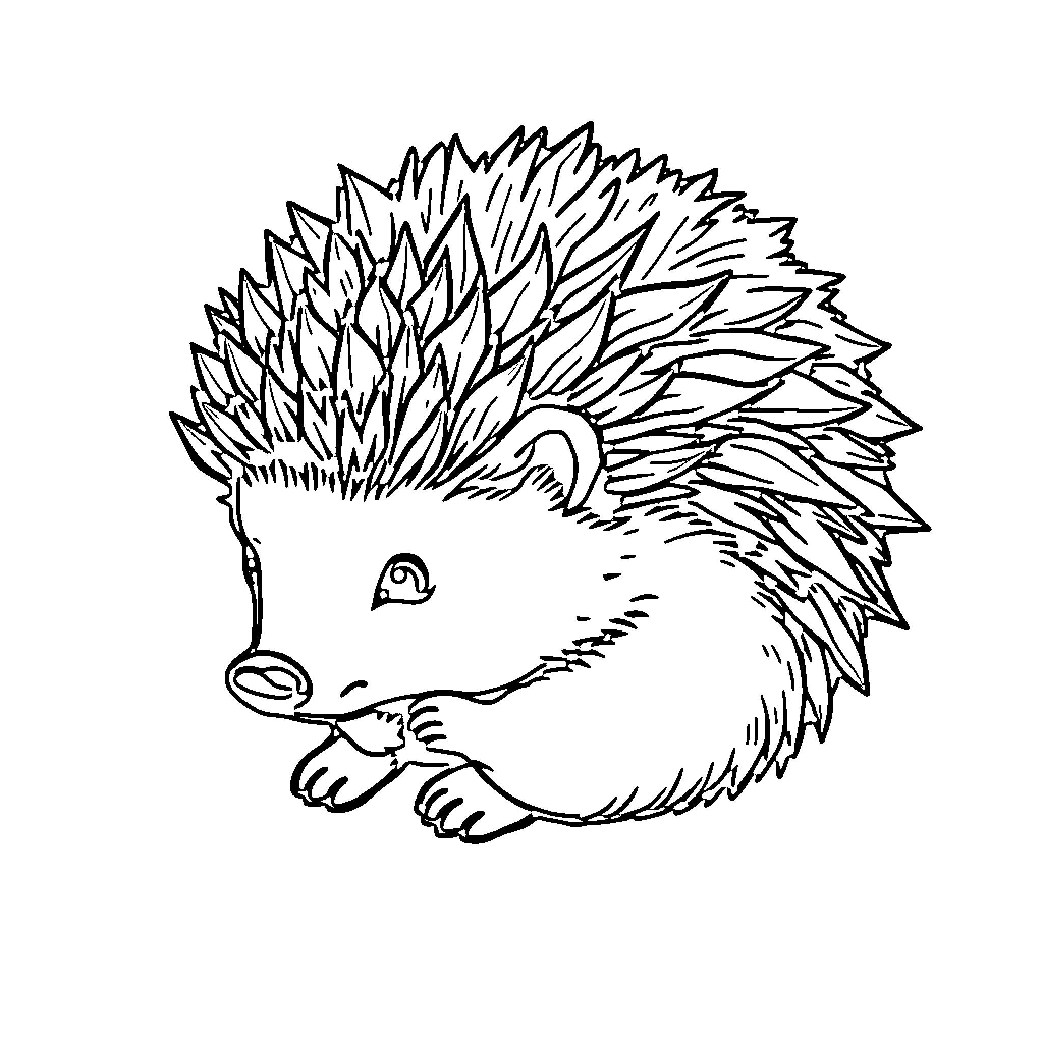 Hedgehog curiously exploring its surroundings Coloring Page (free black-and-white line drawing printable PDF for all, from beginners to advanced learners, including children, teens, adults, and seniors)
