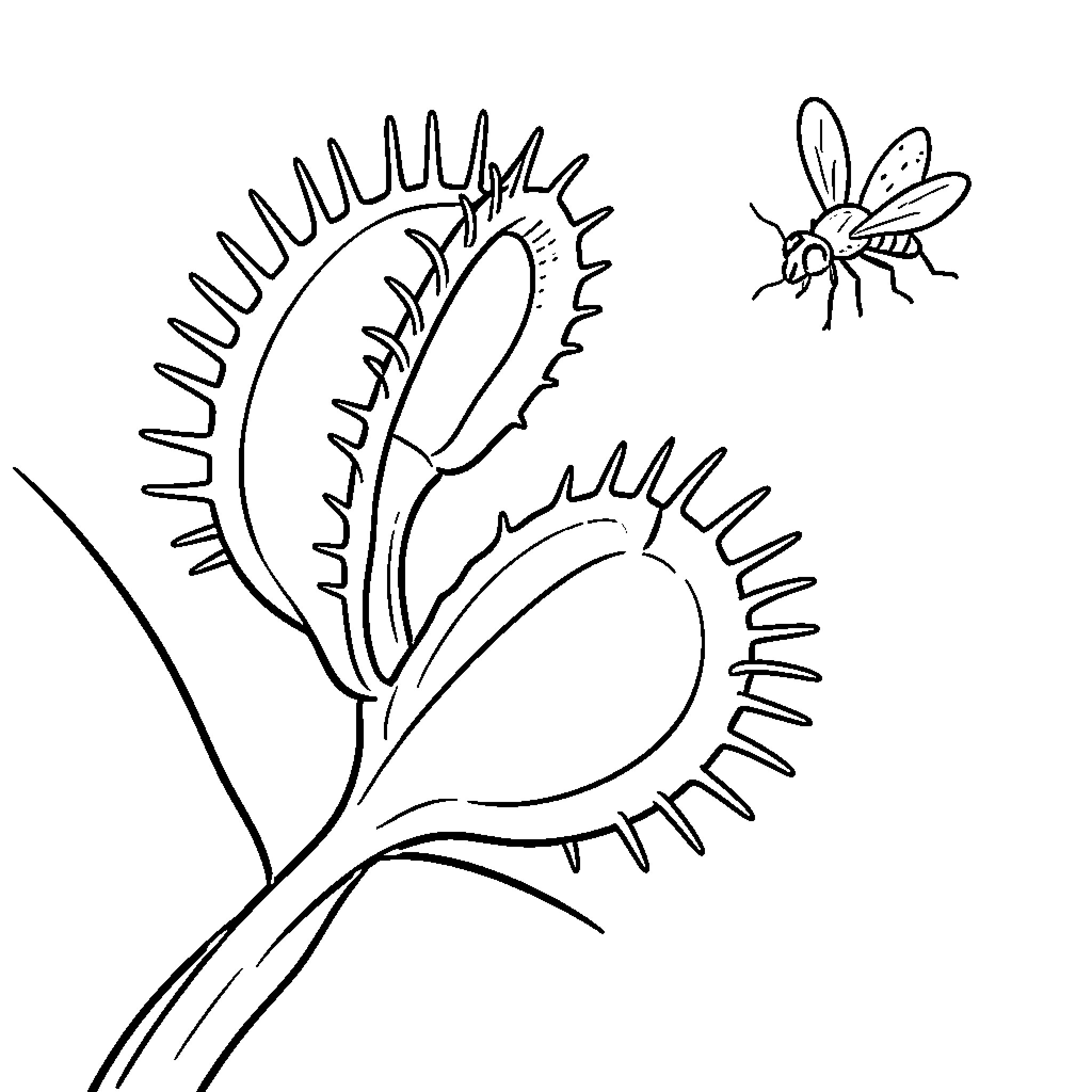 Venus Flytrap capturing a fly Coloring Page (free black-and-white line drawing printable PDF for all, from beginners to advanced learners, including children, teens, adults, and seniors)