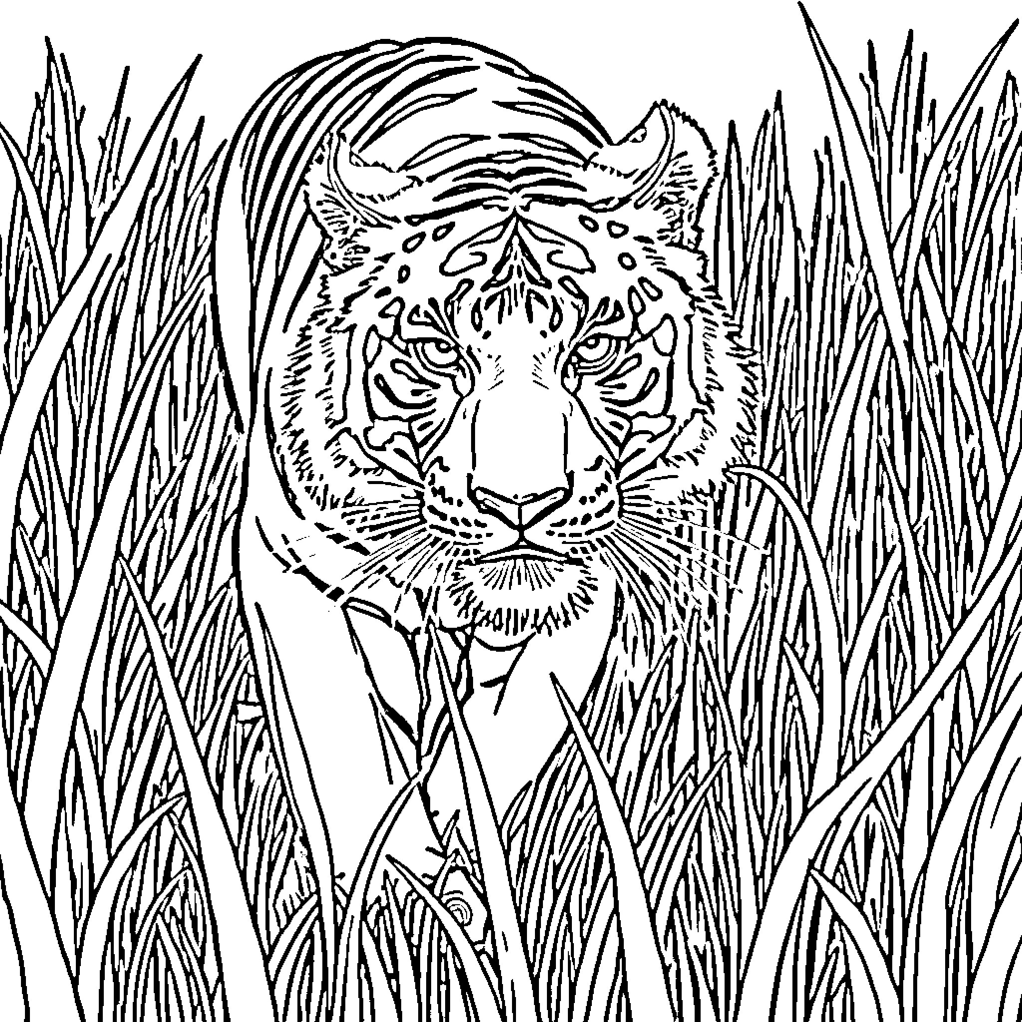 Tiger lurking in tall grass Coloring Page (free black-and-white line drawing printable PDF for all, from beginners to advanced learners, including children, teens, adults, and seniors)