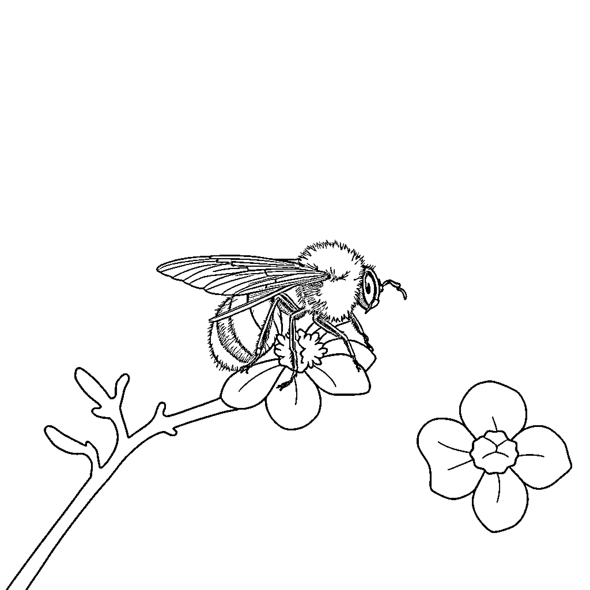 Bee pollinating a flower Coloring Page (free black-and-white line drawing printable PDF for all, from beginners to advanced learners, including children, teens, adults, and seniors)
