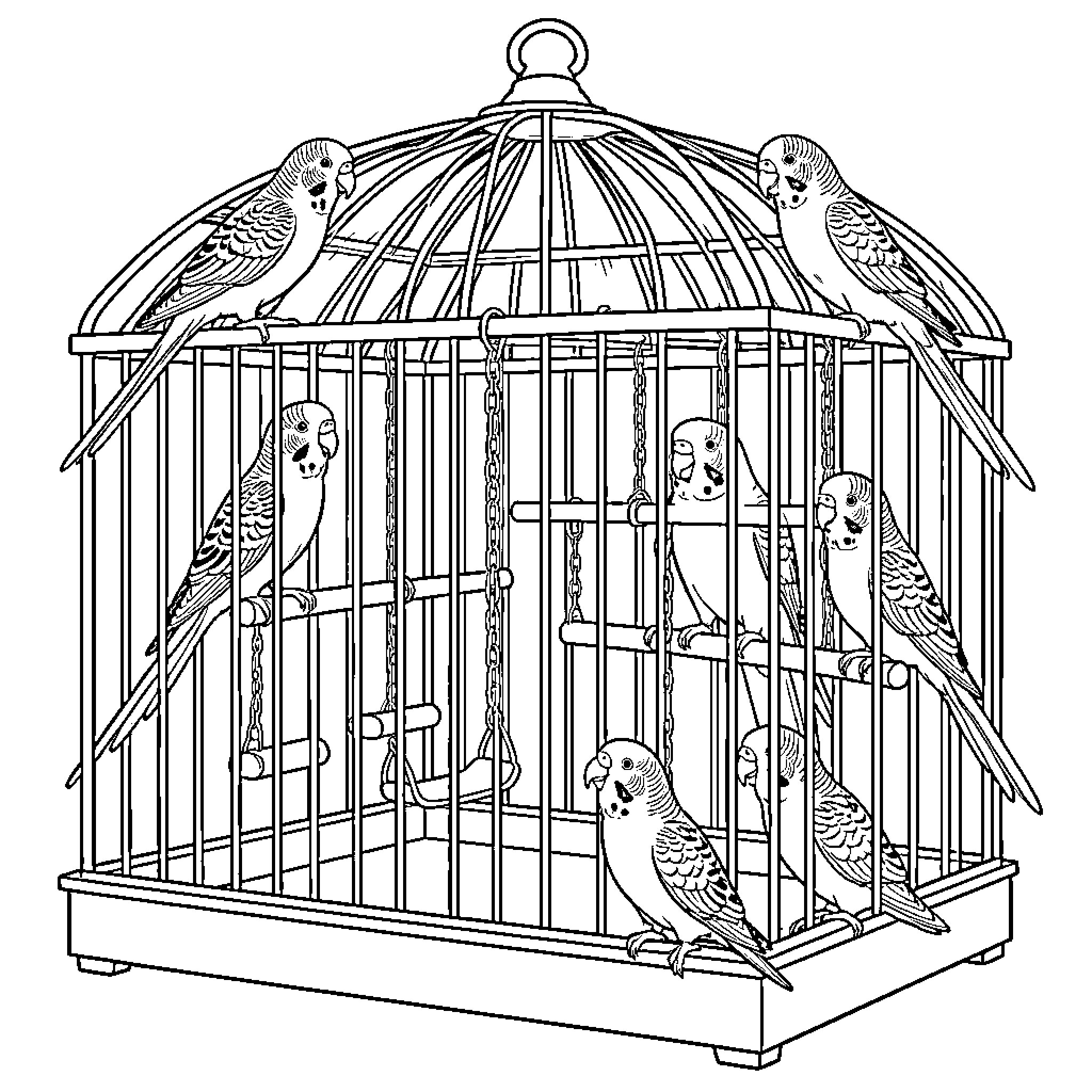 Parakeets perched on and around a bird cage Coloring Page (free black-and-white line drawing printable PDF for all, from beginners to advanced learners, including children, teens, adults, and seniors)