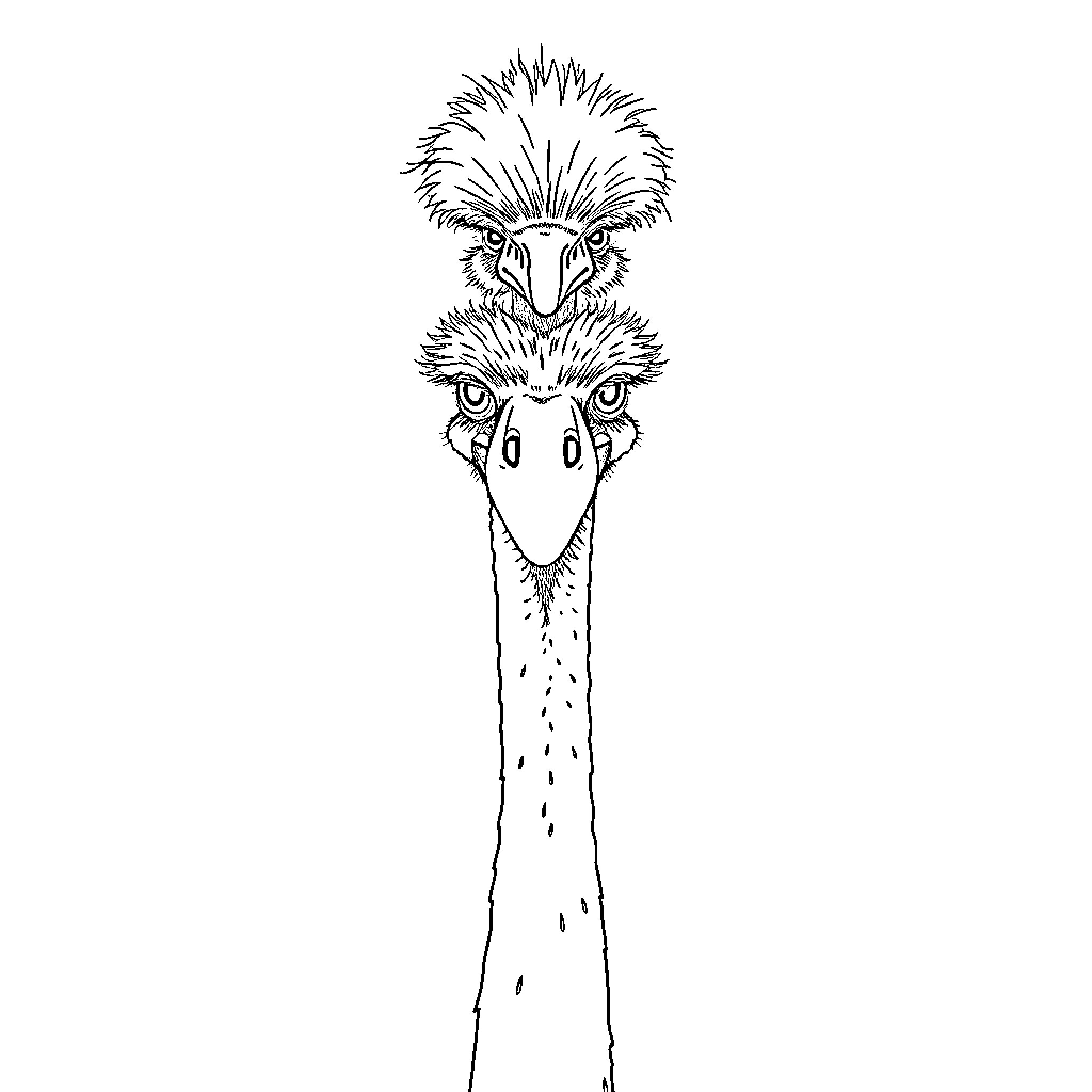 Ostrich with quirky expression and fluffy feathers Coloring Page (free black-and-white line drawing printable PDF for all, from beginners to advanced learners, including children, teens, adults, and seniors)