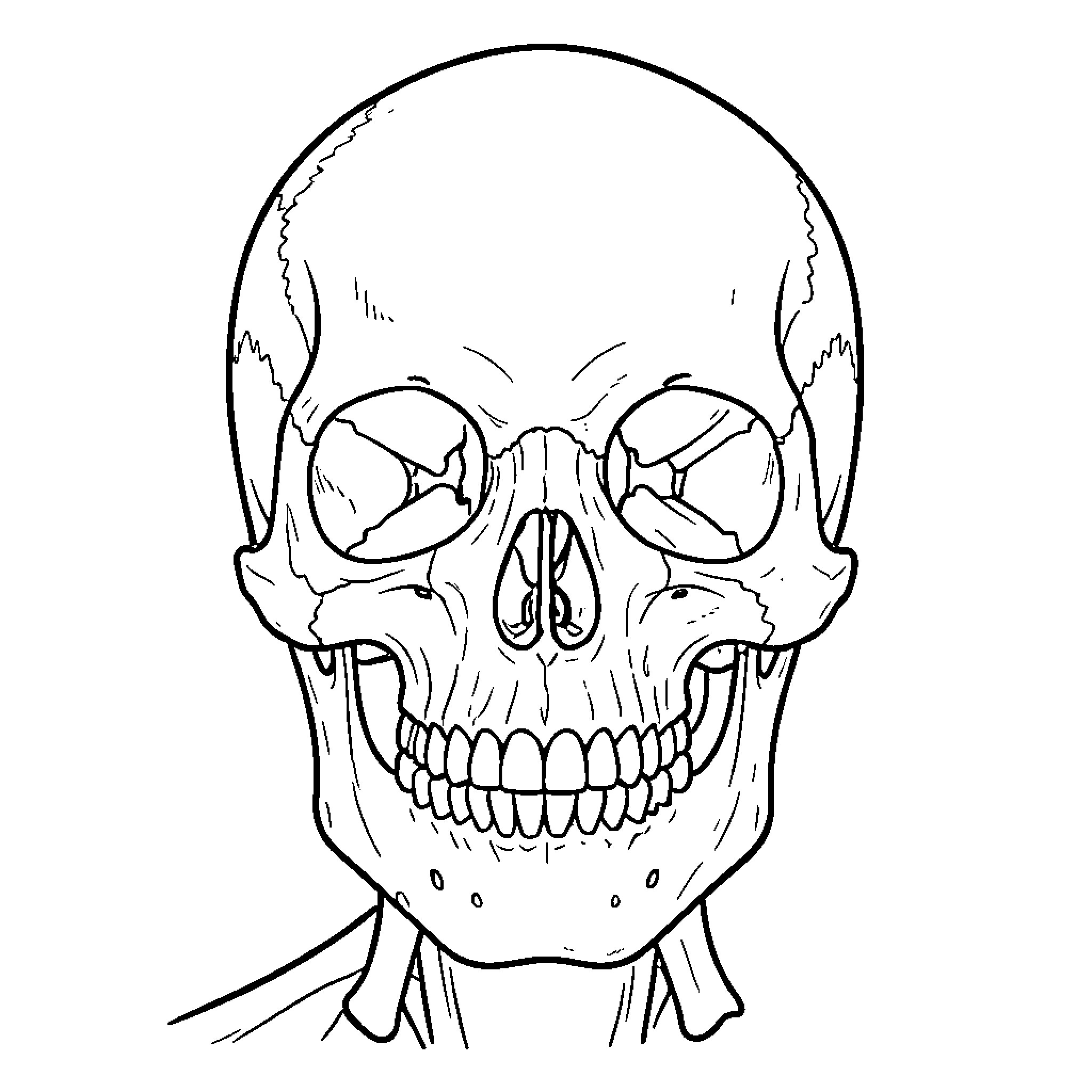 Bone skull smiling with a wide grin Coloring Page (free black-and-white line drawing printable PDF for all, from beginners to advanced learners, including children, teens, adults, and seniors)