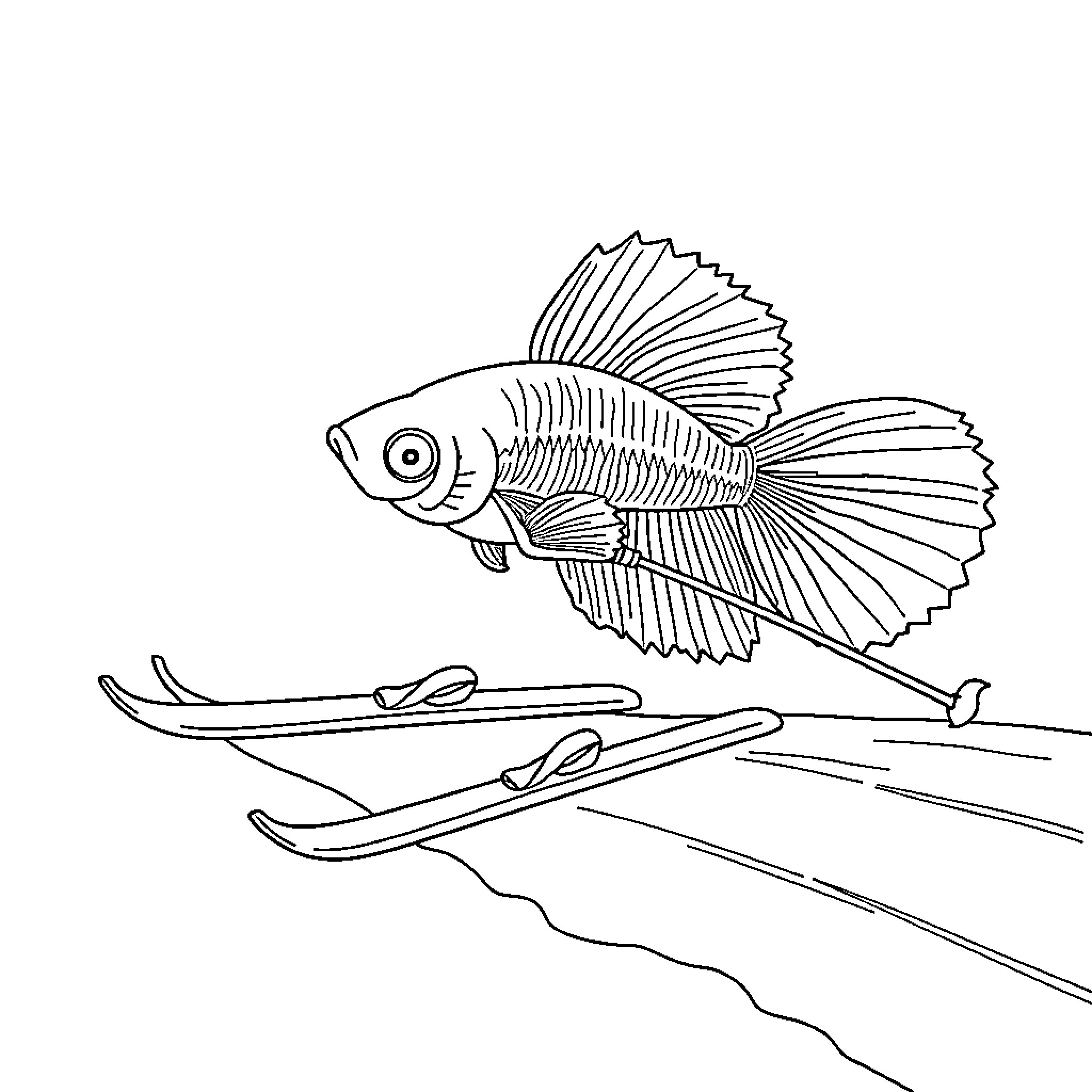 Betta Fish Swimming Gracefully Above Aquarium Decor Coloring Page (free black-and-white line drawing printable PDF for all, from beginners to advanced learners, including children, teens, adults, and seniors)