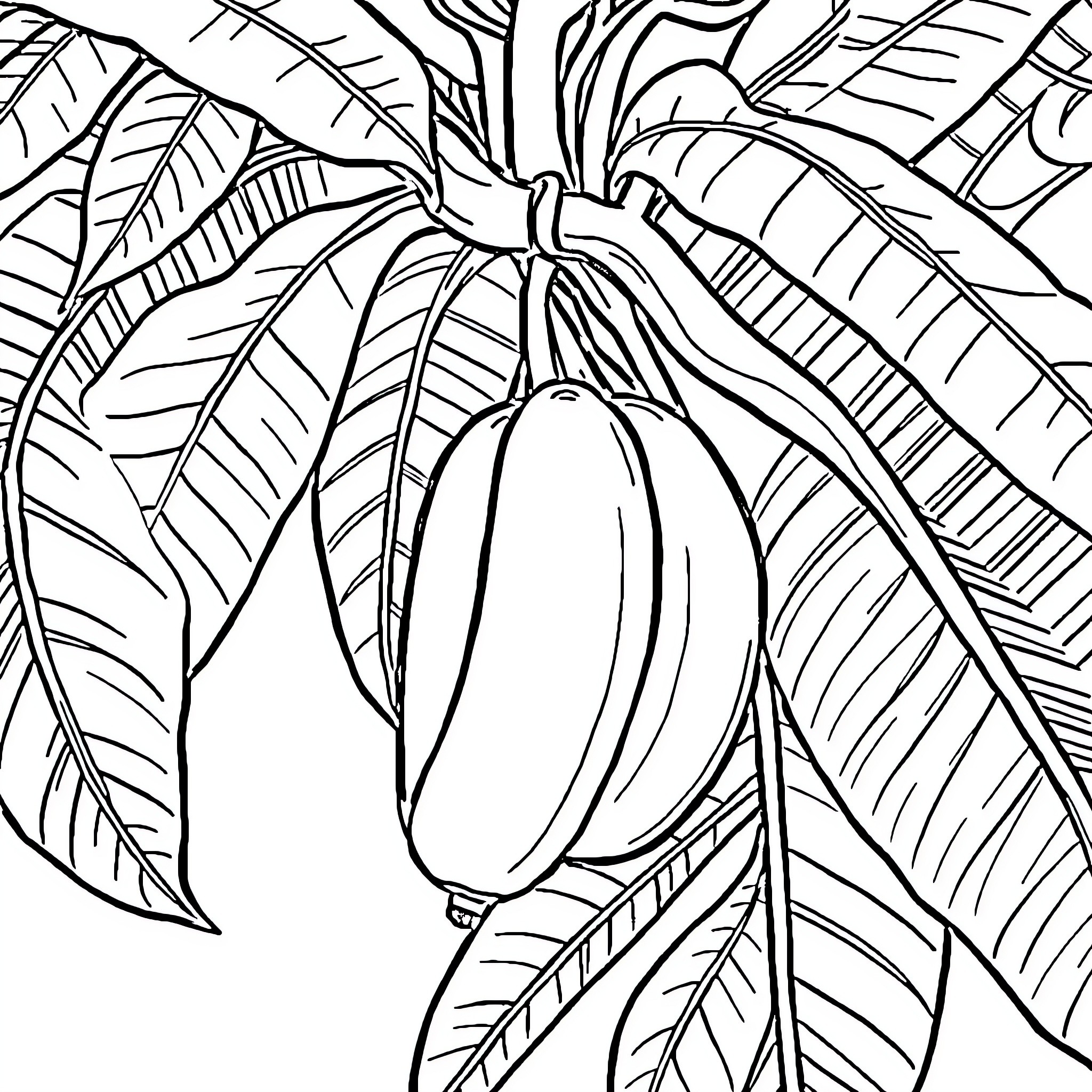 Banana growing on a tropical plant Coloring Page (free black-and-white line drawing printable PDF for all, from beginners to advanced learners, including children, teens, adults, and seniors)