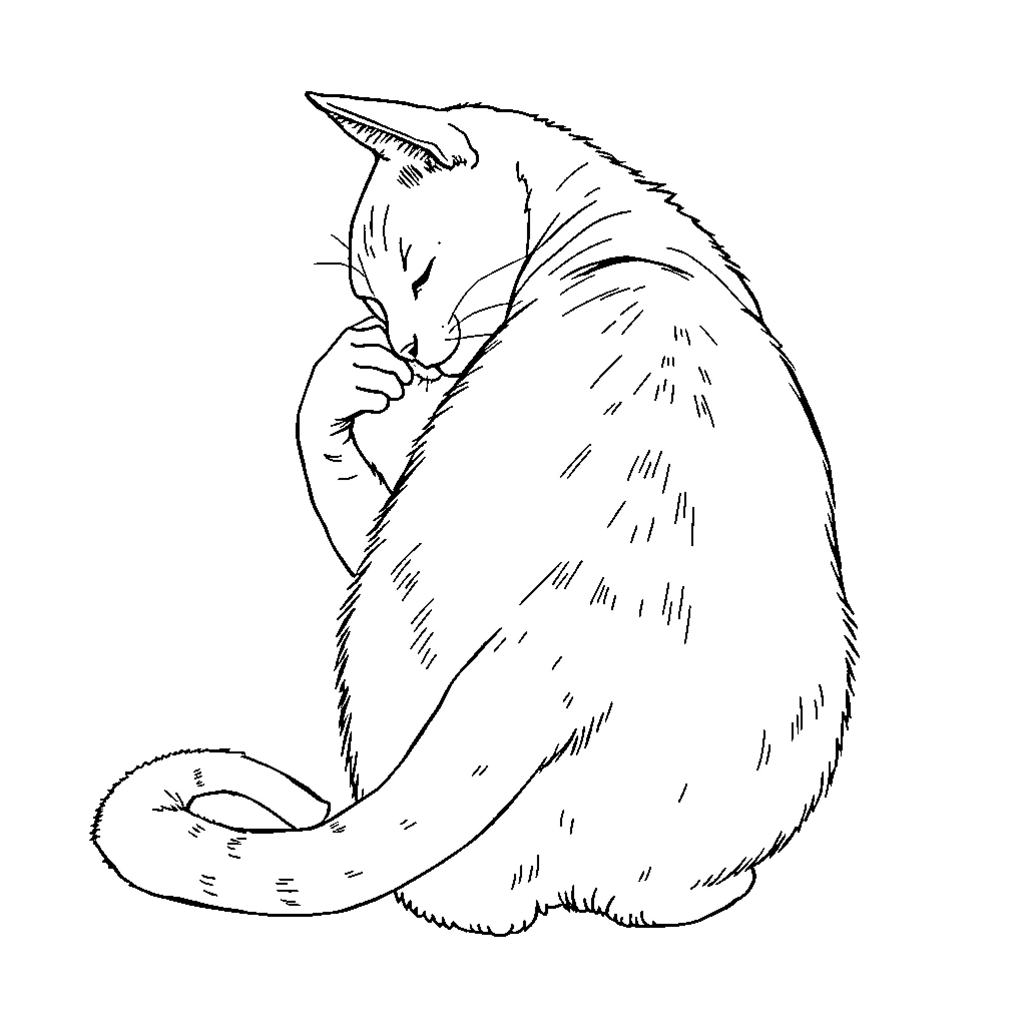 Cat curled up in contemplation Coloring Page (free black-and-white line drawing printable PDF for all, from beginners to advanced learners, including children, teens, adults, and seniors)