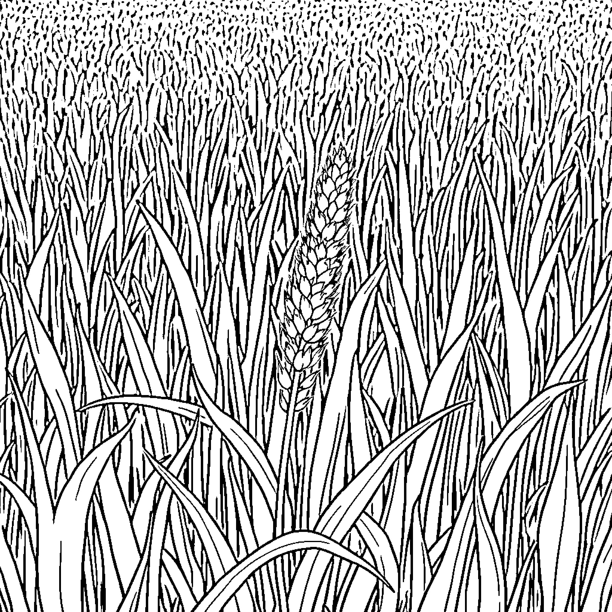 Weed growing tall in the field Coloring Page (free black-and-white line drawing printable PDF for all, from beginners to advanced learners, including children, teens, adults, and seniors)