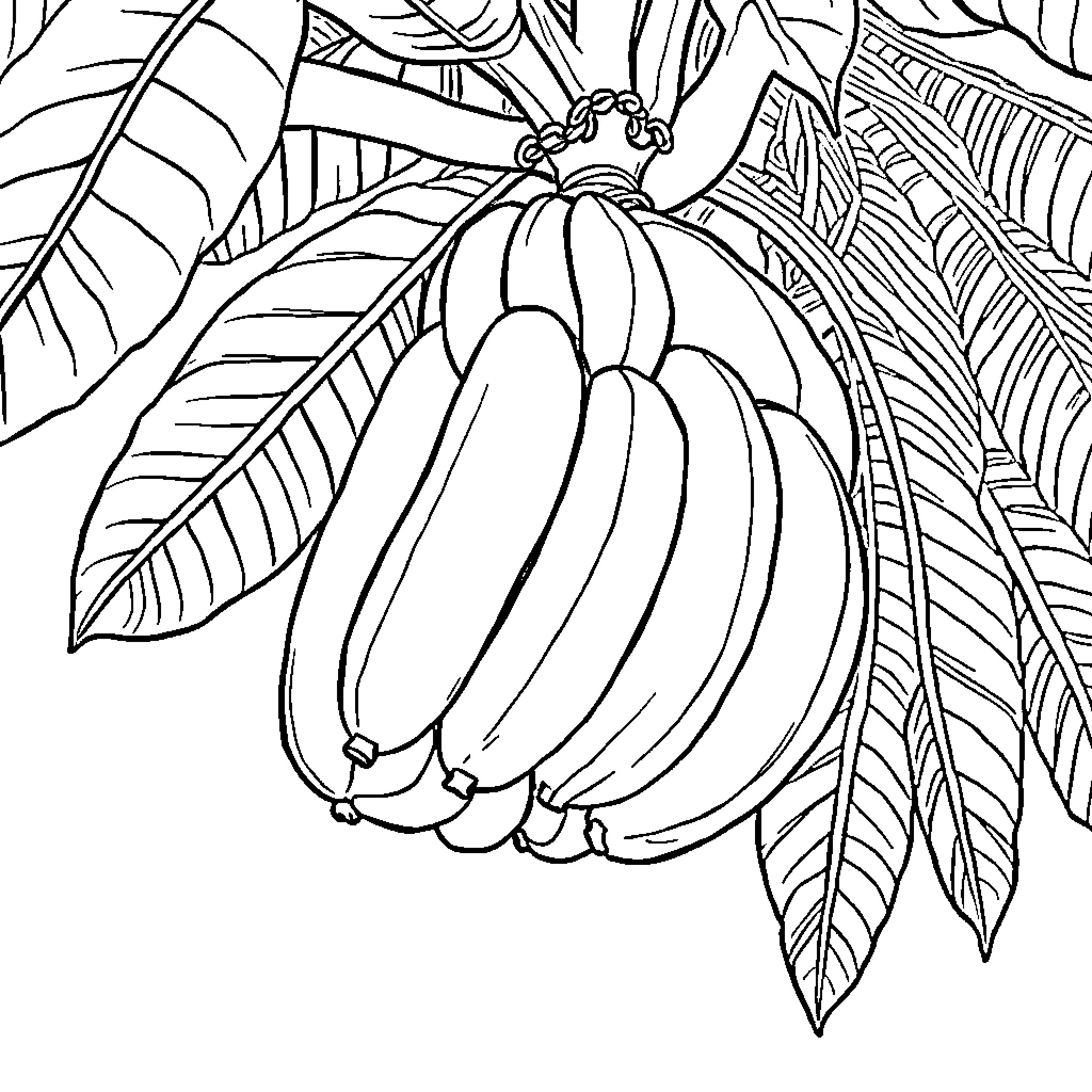 Banana bunch hanging amidst tropical foliage Coloring Page (free black-and-white line drawing printable PDF for all, from beginners to advanced learners, including children, teens, adults, and seniors)