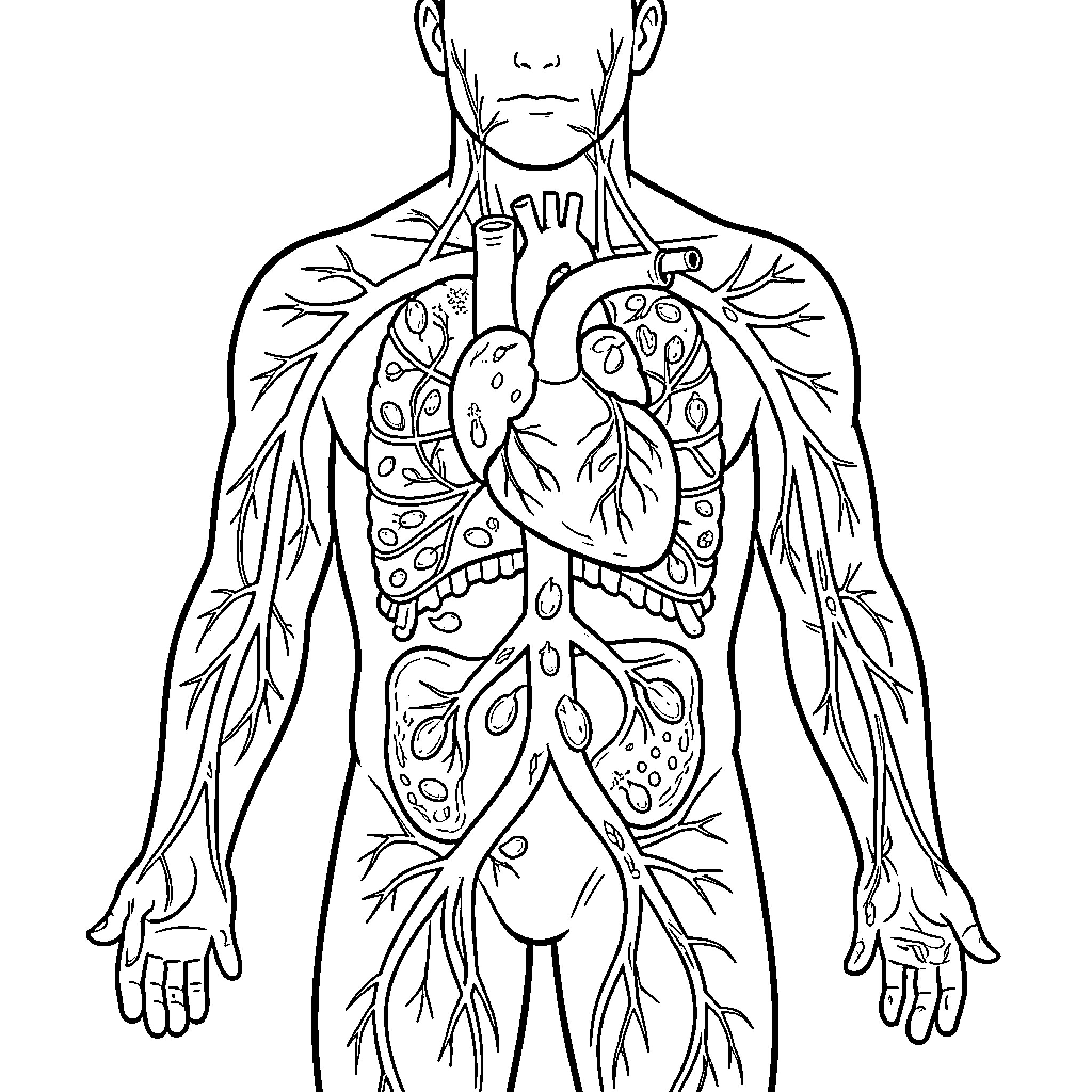 Circulatory System showing anatomical structure of the human body Coloring Page (free black-and-white line drawing printable PDF for all, from beginners to advanced learners, including children, teens, adults, and seniors)