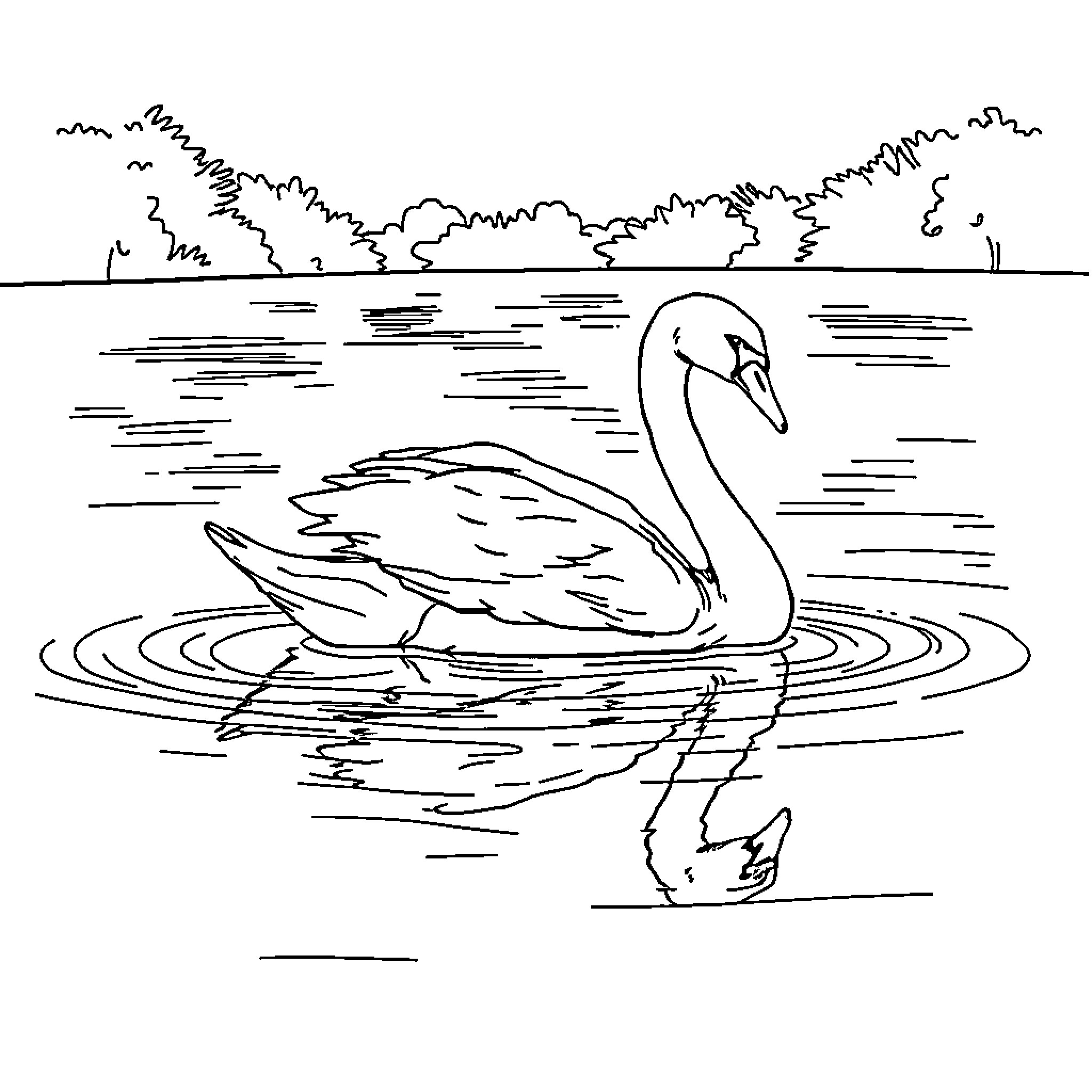 Swan gracefully swimming on a tranquil lake Coloring Page (free black-and-white line drawing printable PDF for all, from beginners to advanced learners, including children, teens, adults, and seniors)