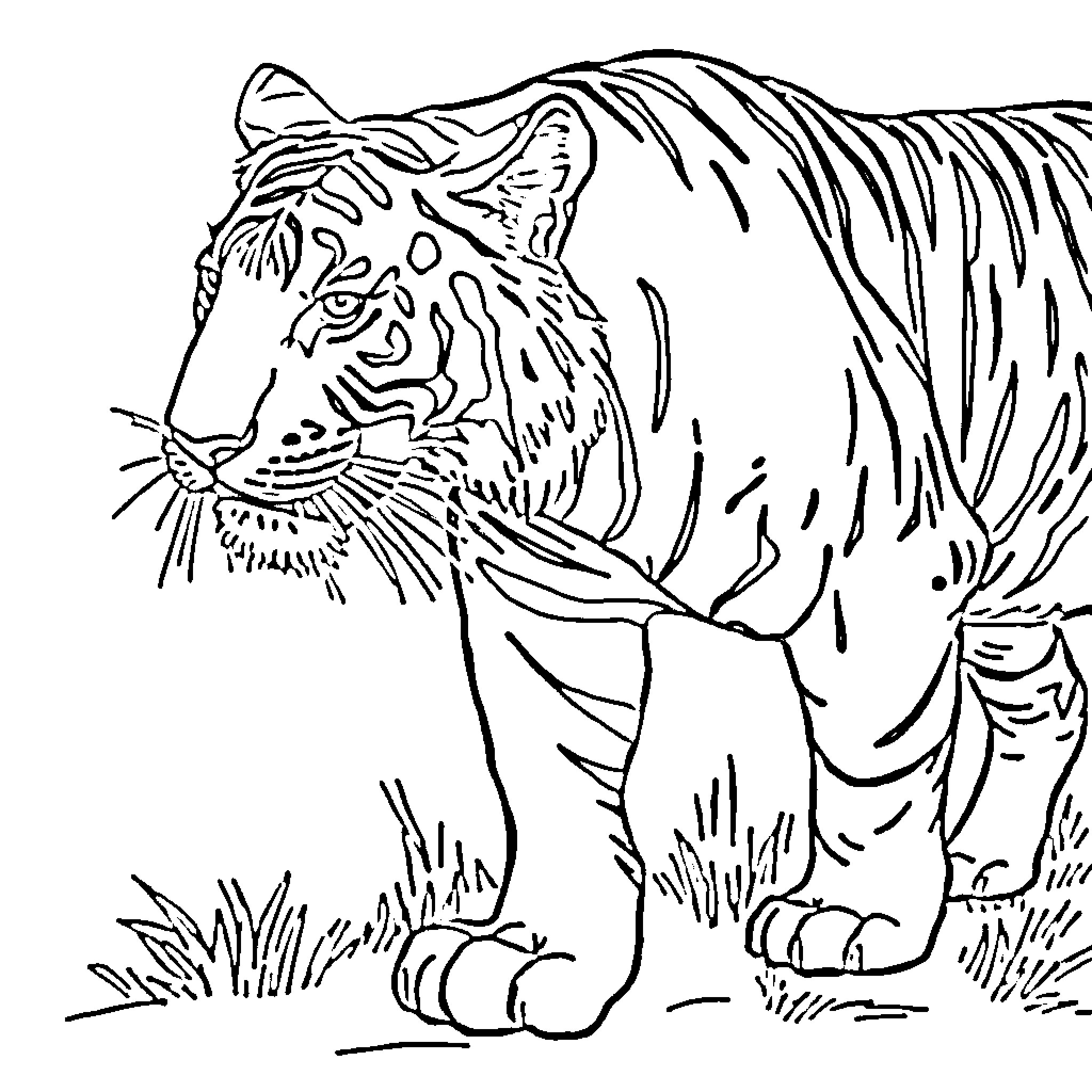 Tiger roaming through the wilderness Coloring Page (free black-and-white line drawing printable PDF for all, from beginners to advanced learners, including children, teens, adults, and seniors)