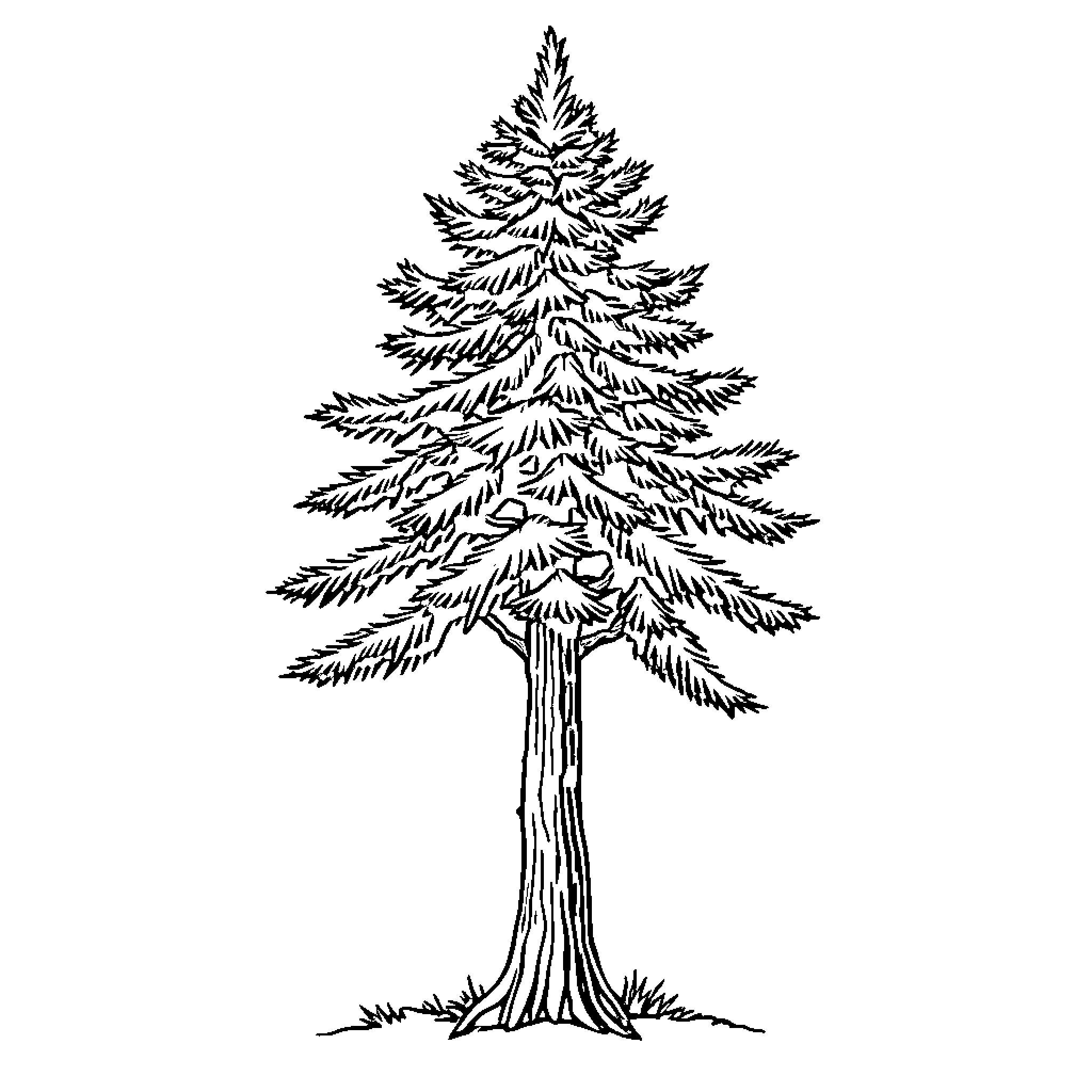 Fir Tree Standing Tall and Proud Coloring Page (free black-and-white line drawing printable PDF for all, from beginners to advanced learners, including children, teens, adults, and seniors)