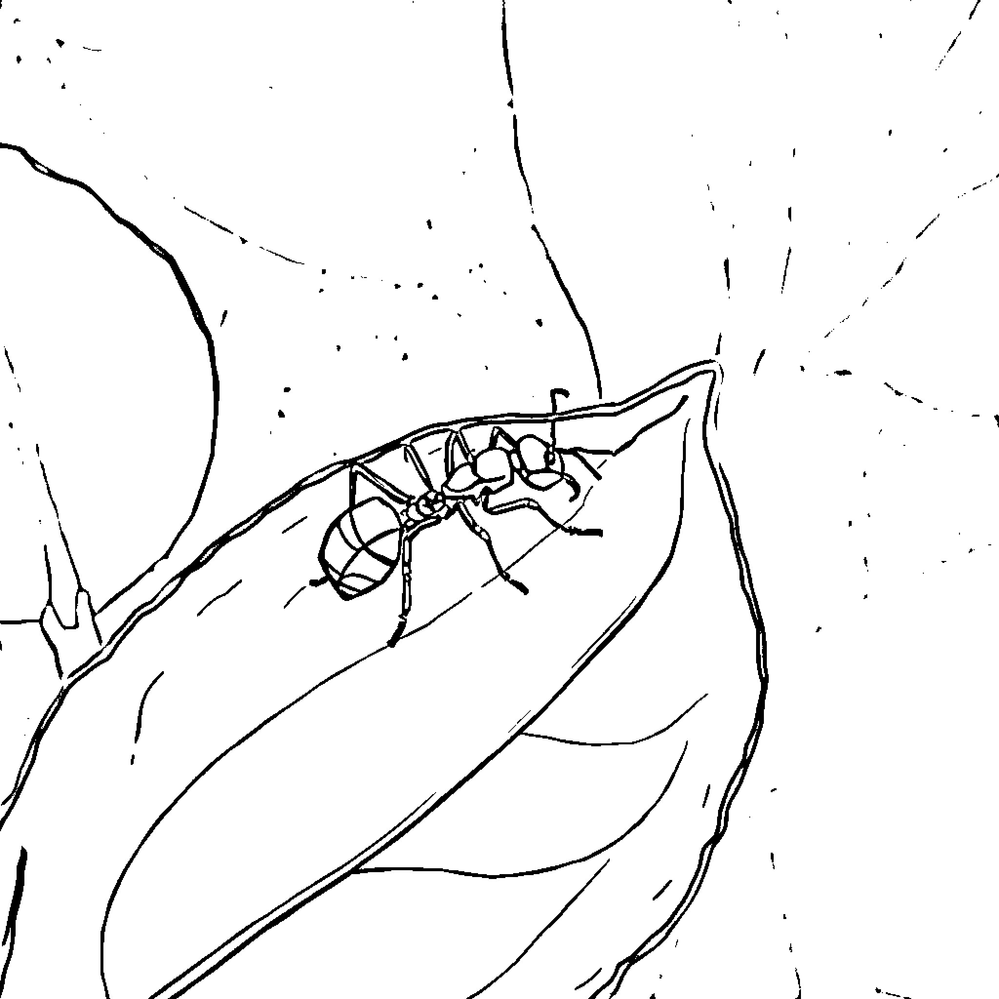 Ant climbing on a leaf Coloring Page (free black-and-white line drawing printable PDF for all, from beginners to advanced learners, including children, teens, adults, and seniors)