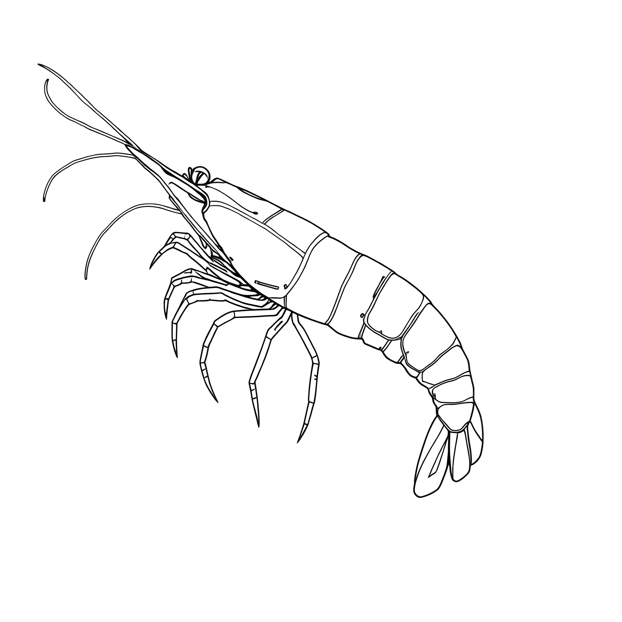 Shrimp swimming elegantly in the water Coloring Page (free black-and-white line drawing printable PDF for all, from beginners to advanced learners, including children, teens, adults, and seniors)