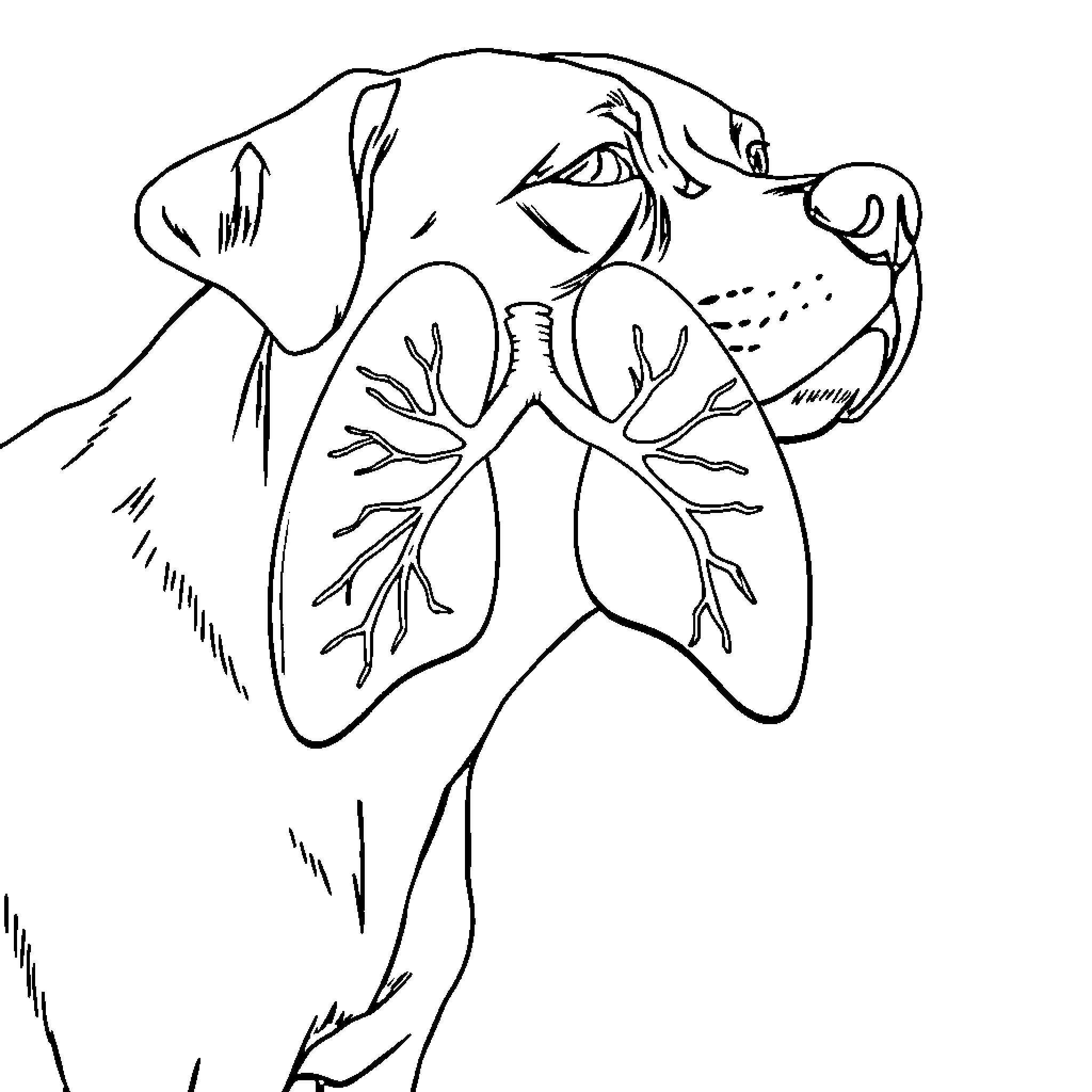 Dog with Visible Lungs Coloring Page (free black-and-white line drawing printable PDF for all, from beginners to advanced learners, including children, teens, adults, and seniors)