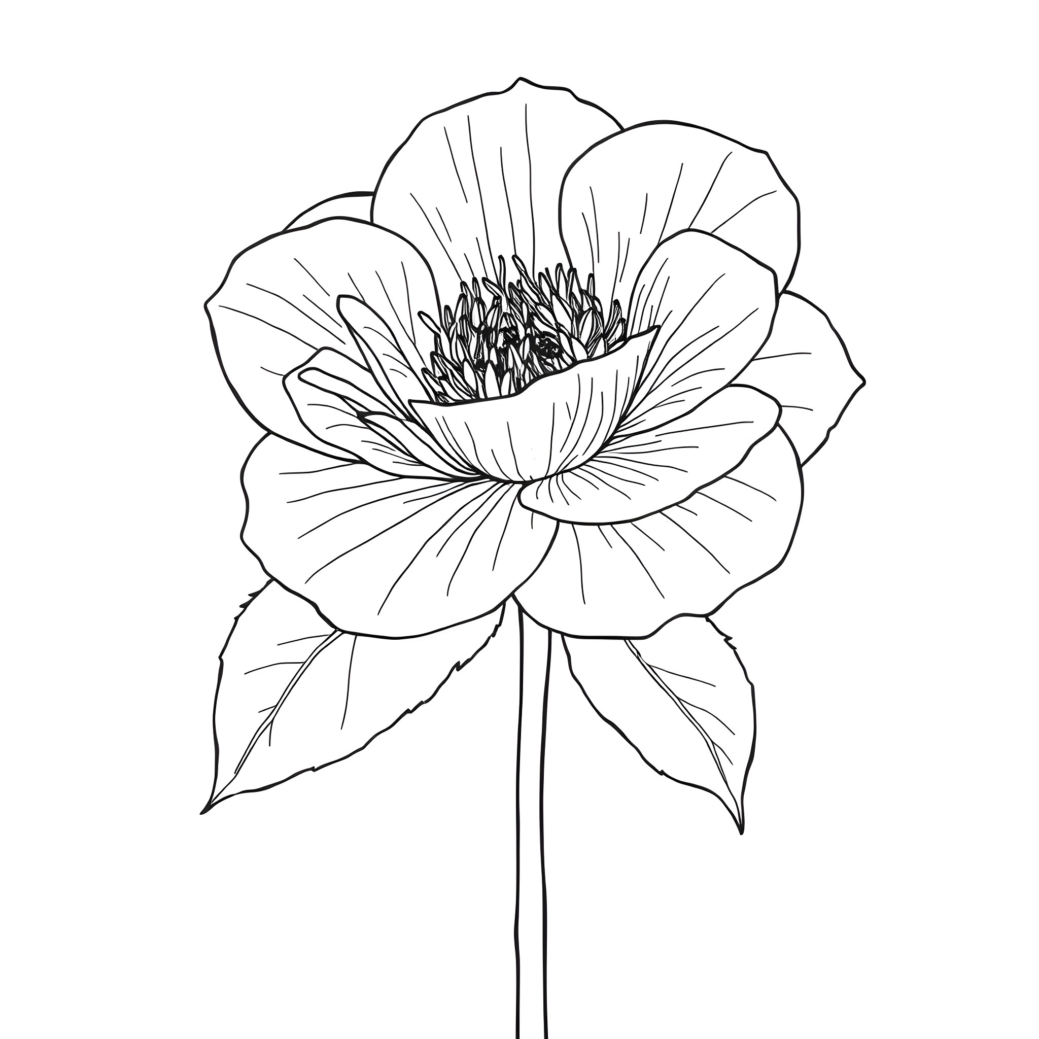 Camellia flower with detailed petals and center Coloring Page (free black-and-white line drawing printable PDF for all, from beginners to advanced learners, including children, teens, adults, and seniors)
