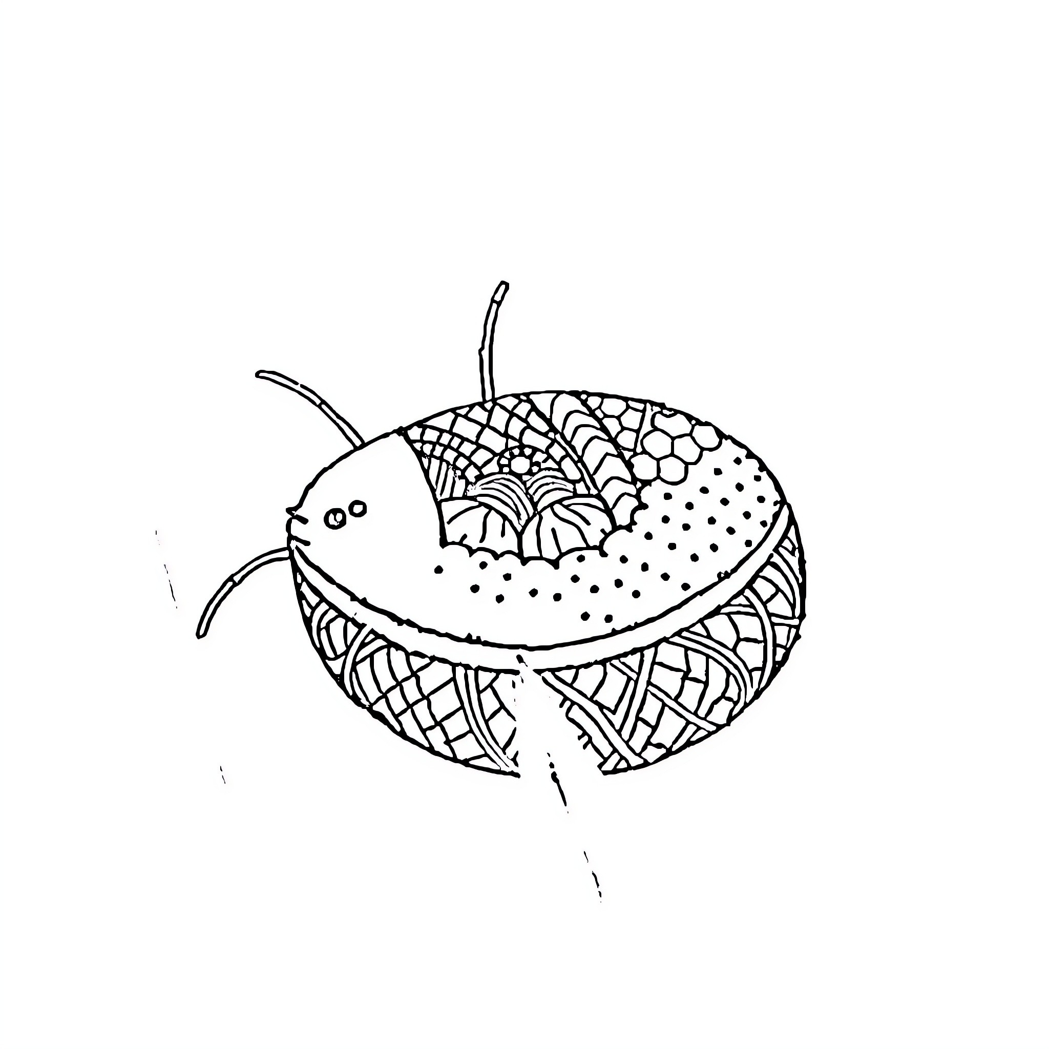 Stitch of a whimsical bug with intricate patterns Coloring Page (free black-and-white line drawing printable PDF for all, from beginners to advanced learners, including children, teens, adults, and seniors)