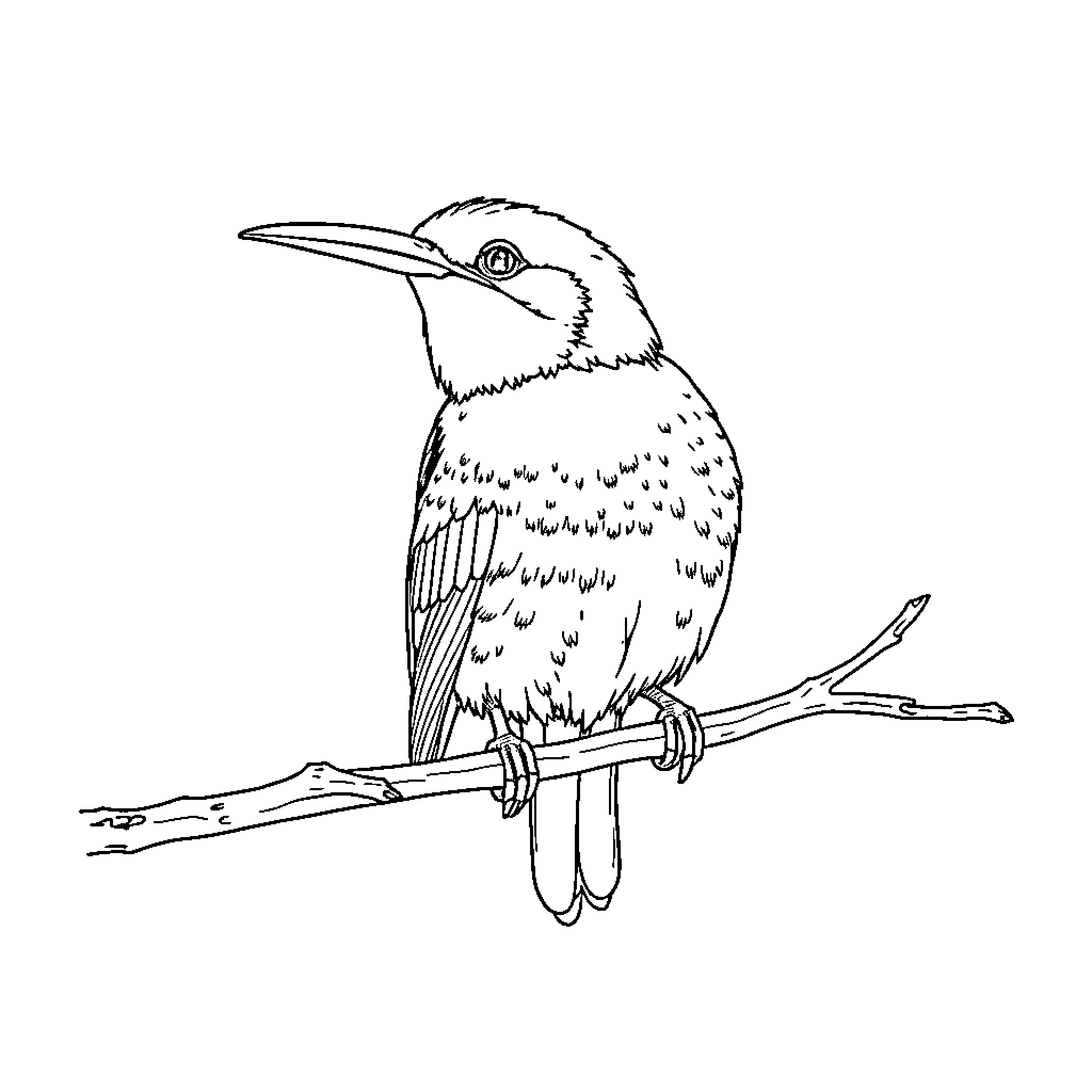 Bird perched on a branch with intricate feather details Coloring Page (free black-and-white line drawing printable PDF for all, from beginners to advanced learners, including children, teens, adults, and seniors)