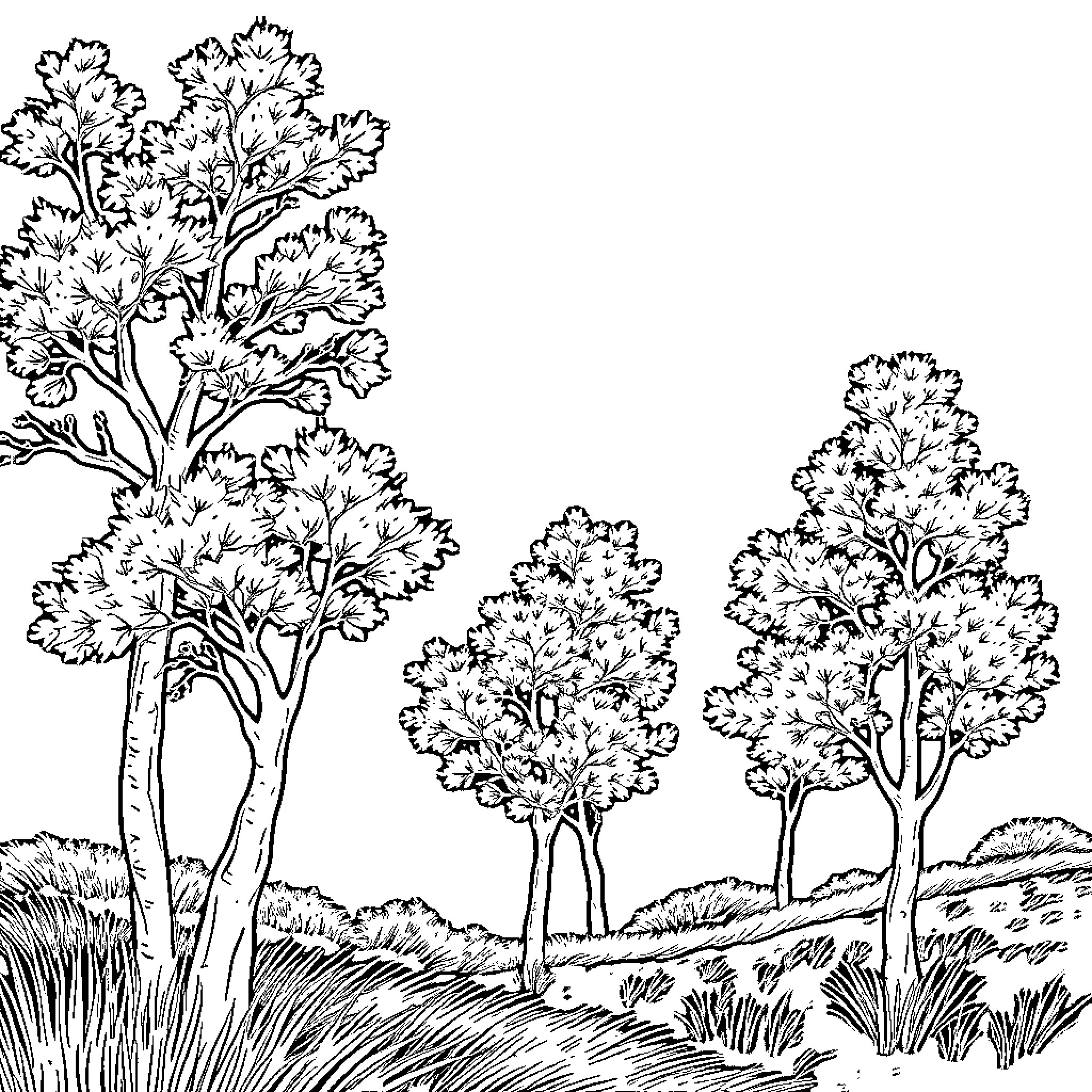 Tree silhouettes in a peaceful landscape Coloring Page (free black-and-white line drawing printable PDF for all, from beginners to advanced learners, including children, teens, adults, and seniors)