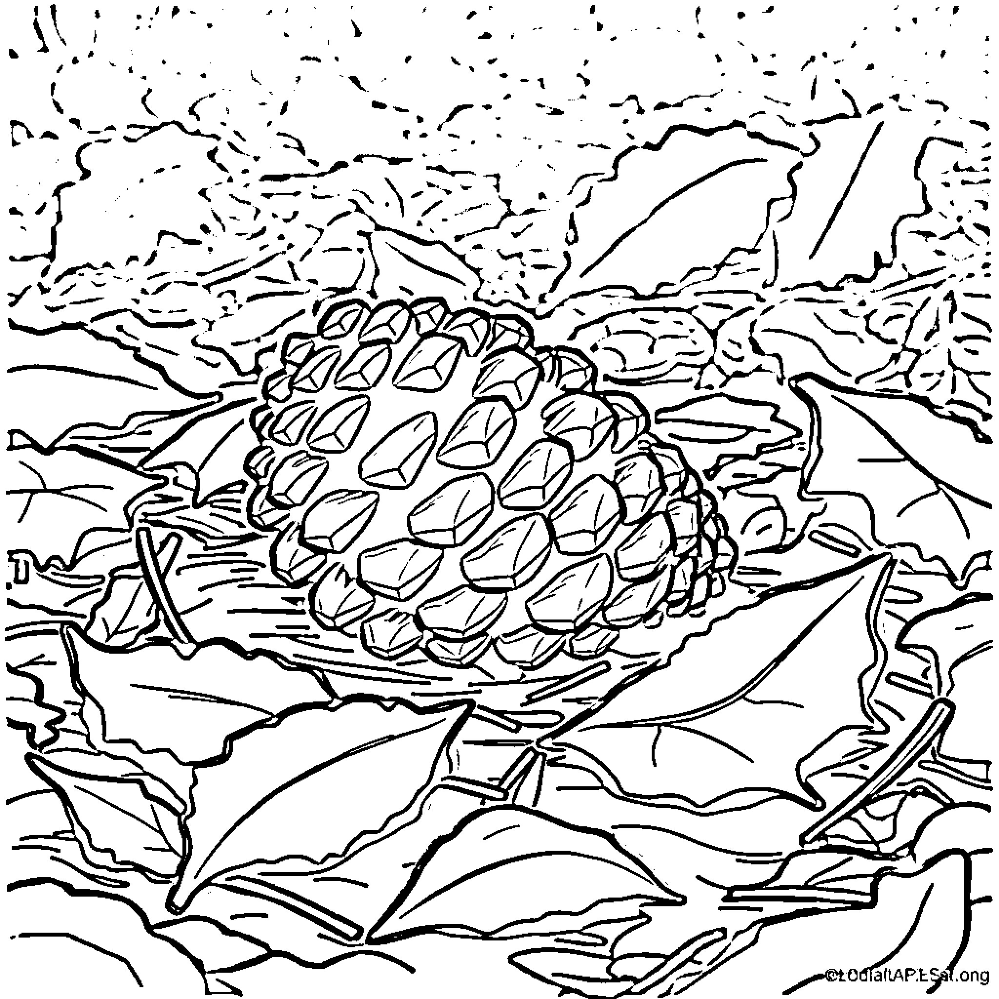 Pinecone in nature's intricate landscape Coloring Page (free black-and-white line drawing printable PDF for all, from beginners to advanced learners, including children, teens, adults, and seniors)