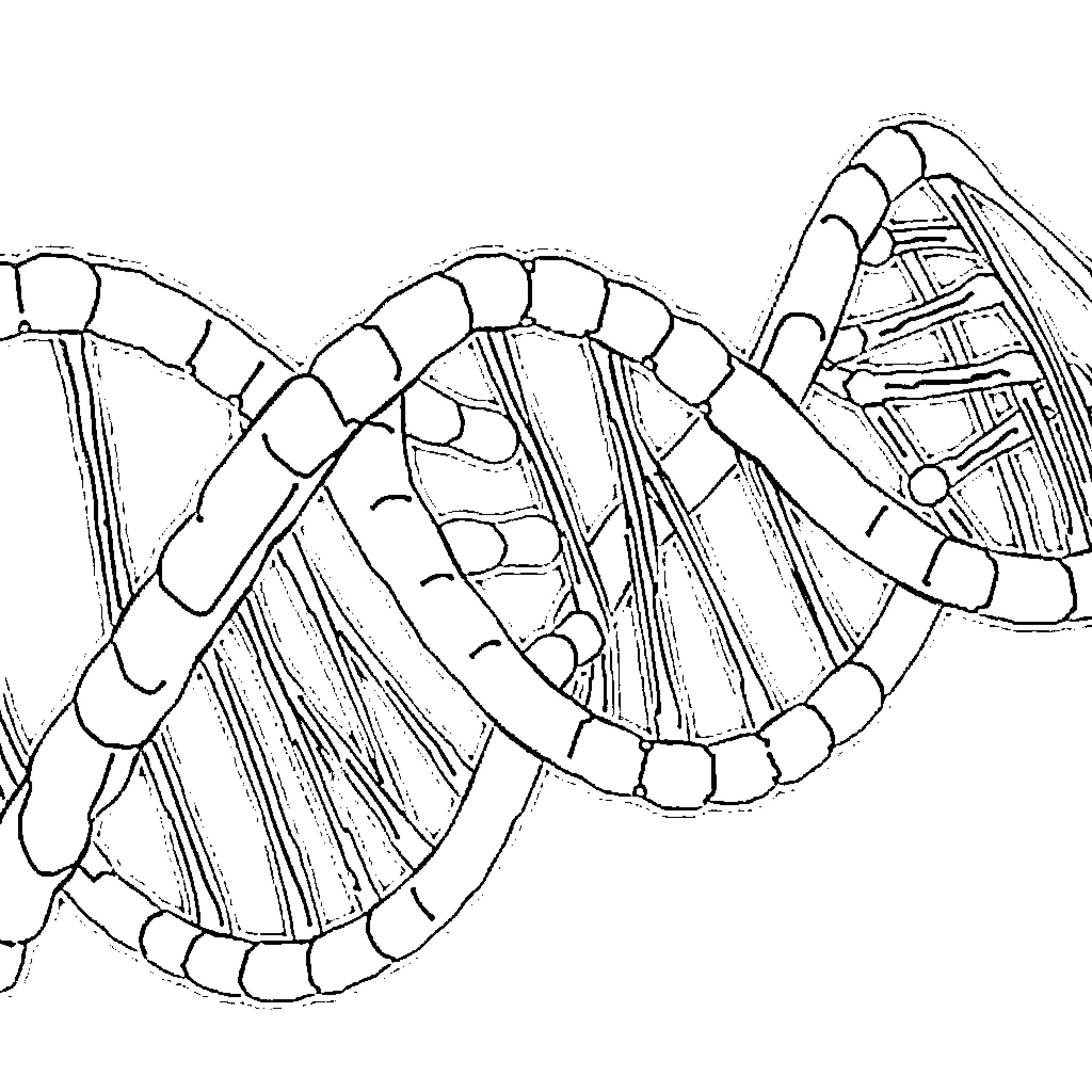 DNA Helix Structure in Geometric Design Coloring Page (free black-and-white line drawing printable PDF for all, from beginners to advanced learners, including children, teens, adults, and seniors)