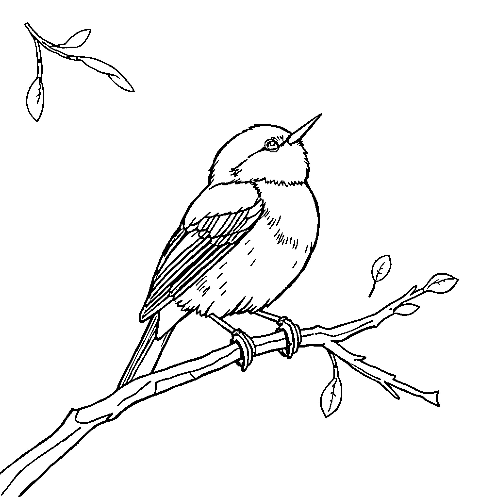 Bird perching on a branch Coloring Page (free black-and-white line drawing printable PDF for all, from beginners to advanced learners, including children, teens, adults, and seniors)