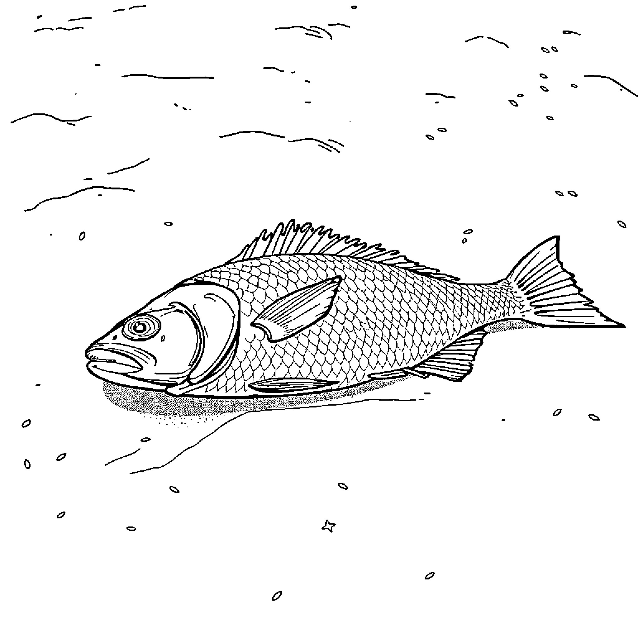 Fish swimming in the water Coloring Page (free black-and-white line drawing printable PDF for all, from beginners to advanced learners, including children, teens, adults, and seniors)