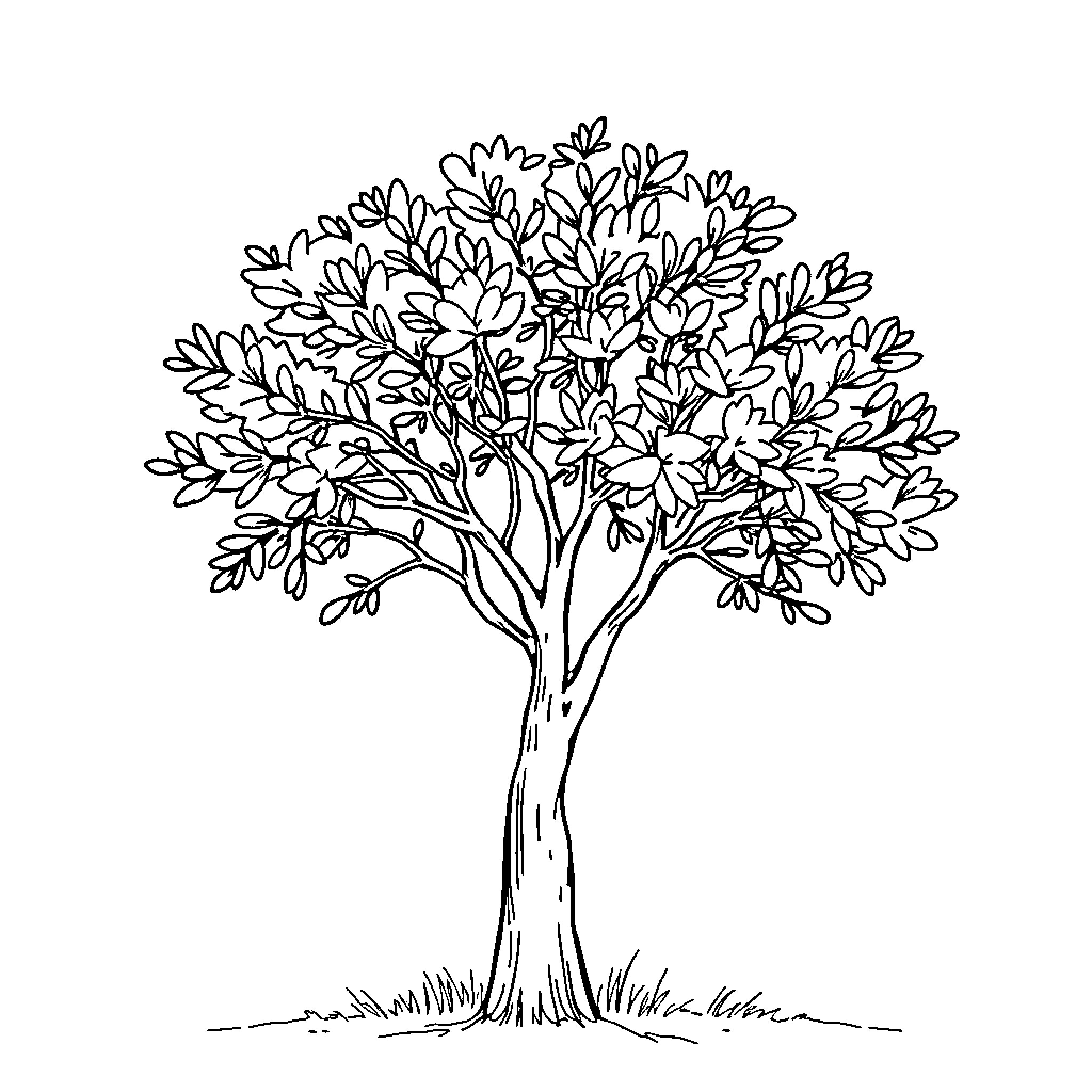 Acacia Tree with Lush Foliage Coloring Page (free black-and-white line drawing printable PDF for all, from beginners to advanced learners, including children, teens, adults, and seniors)