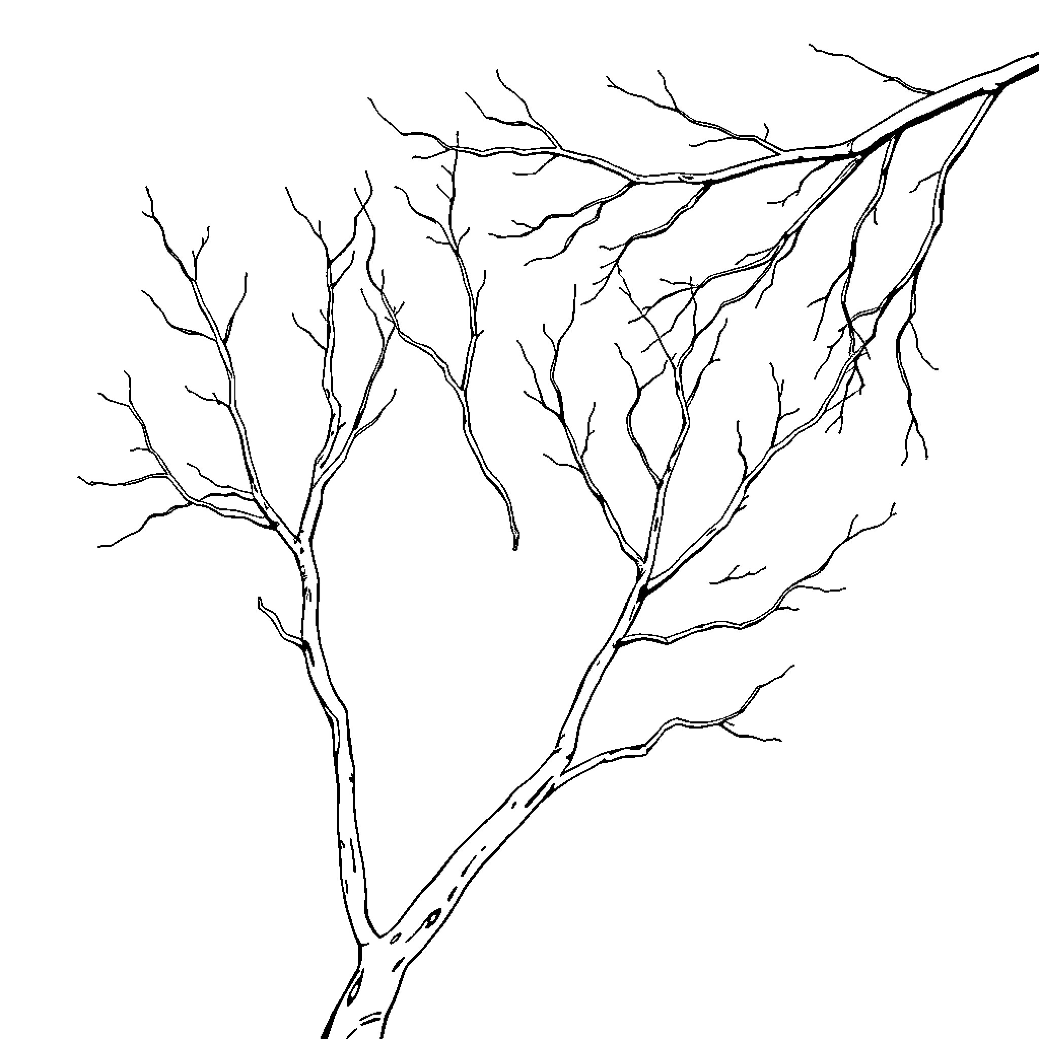 Tree Branch with Intricate Silhouette Coloring Page (free black-and-white line drawing printable PDF for all, from beginners to advanced learners, including children, teens, adults, and seniors)