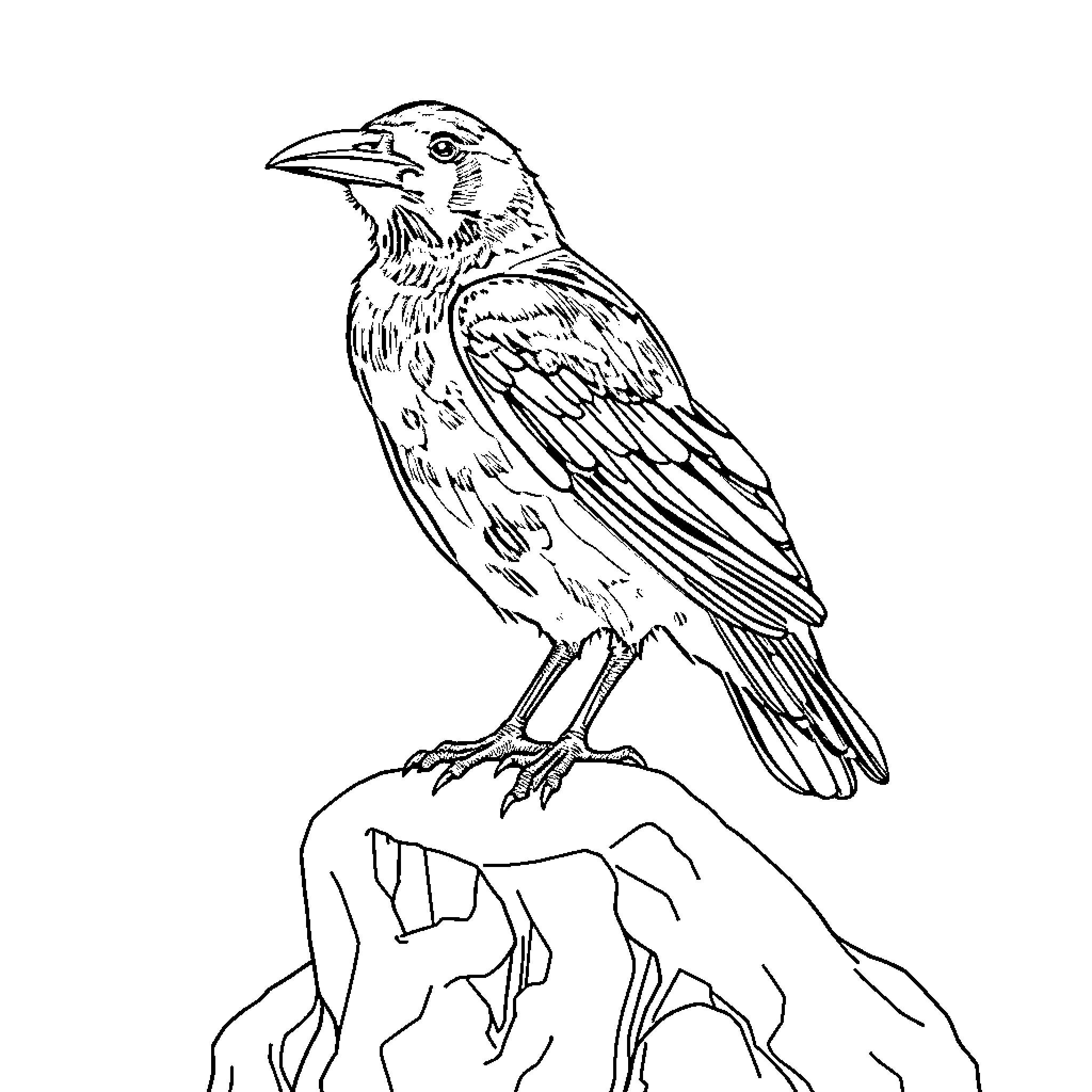 Crow perched on a rocky outcrop Coloring Page (free black-and-white line drawing printable PDF for all, from beginners to advanced learners, including children, teens, adults, and seniors)