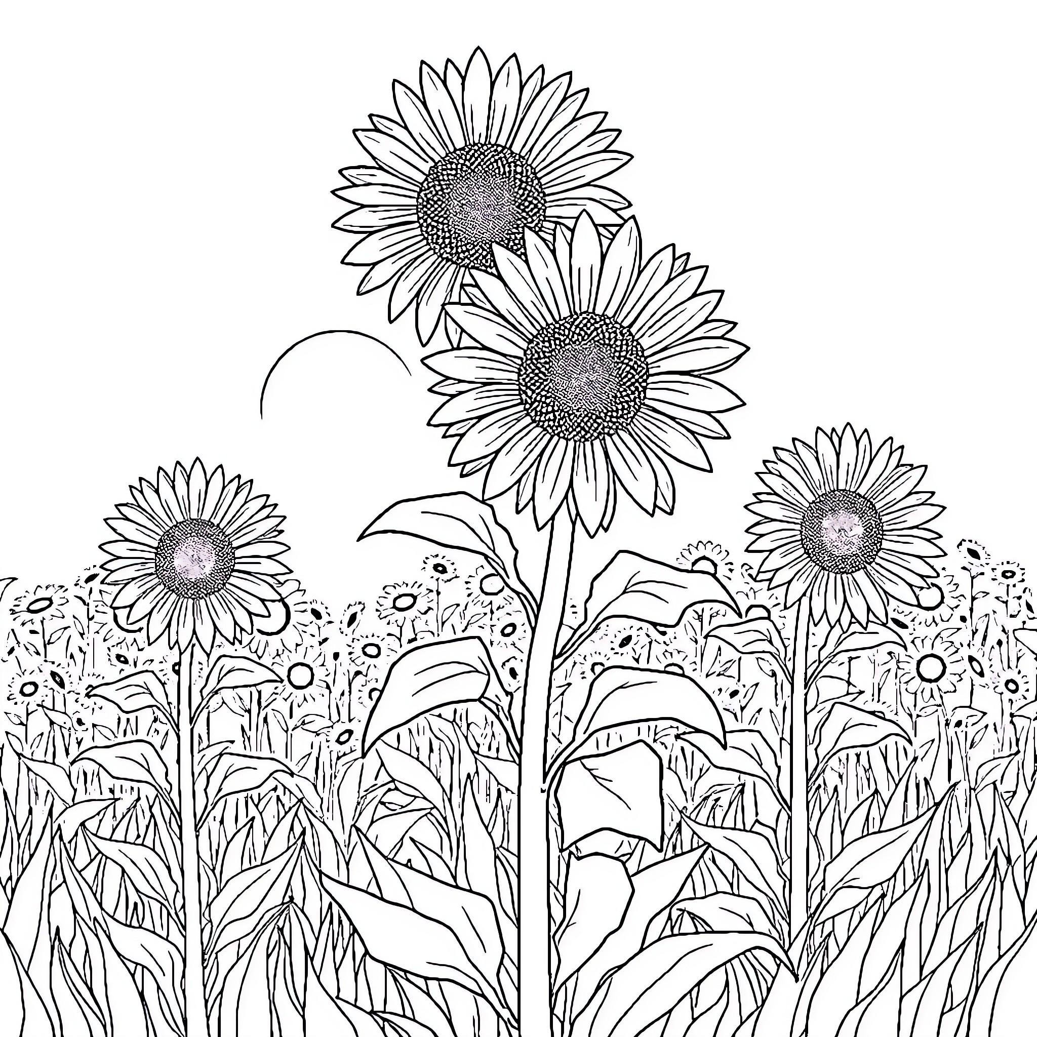 Sunflower Field with Blooming Flowers Coloring Page (free black-and-white line drawing printable PDF for all, from beginners to advanced learners, including children, teens, adults, and seniors)