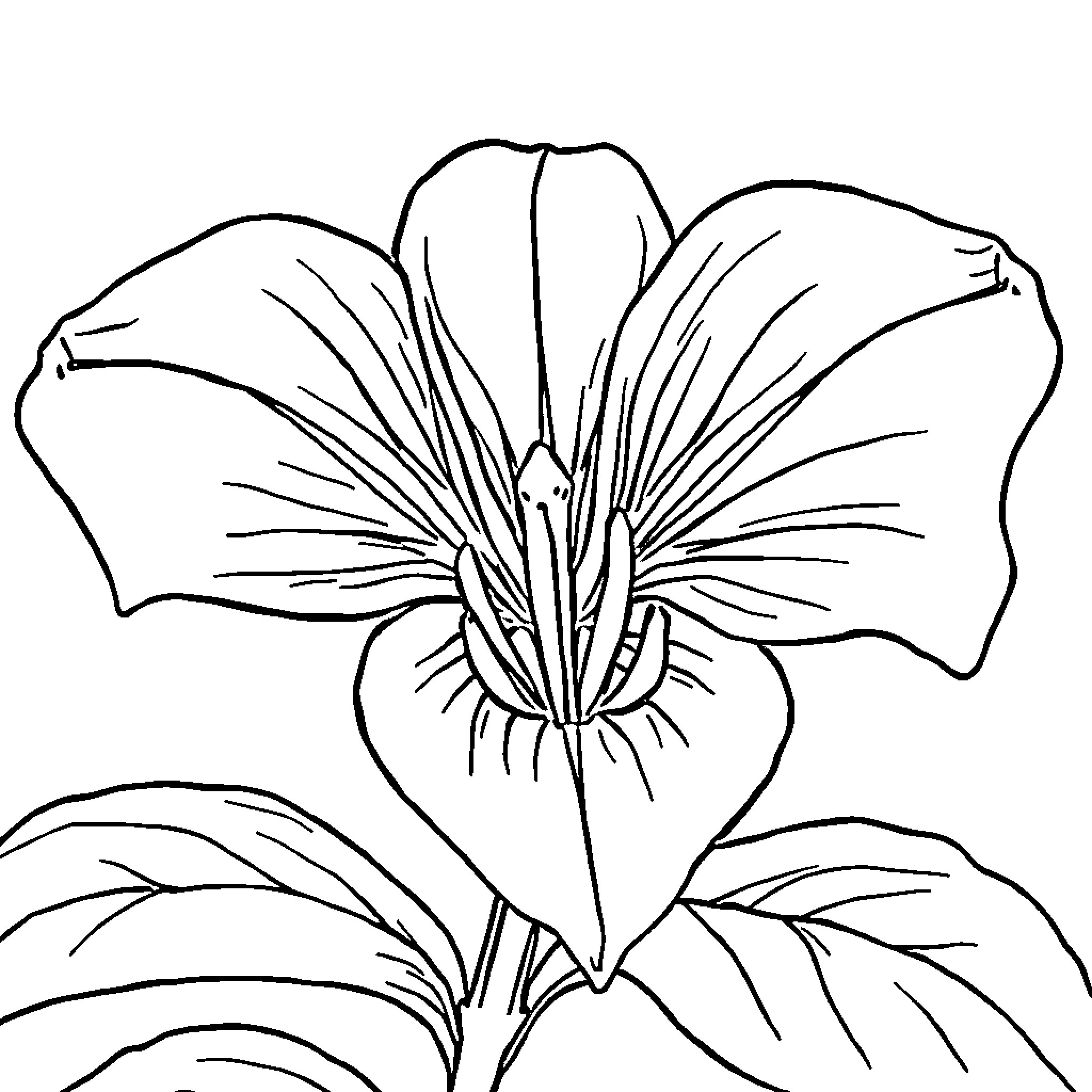 Lily's Vibrant Floral Bloom Coloring Page (free black-and-white line drawing printable PDF for all, from beginners to advanced learners, including children, teens, adults, and seniors)