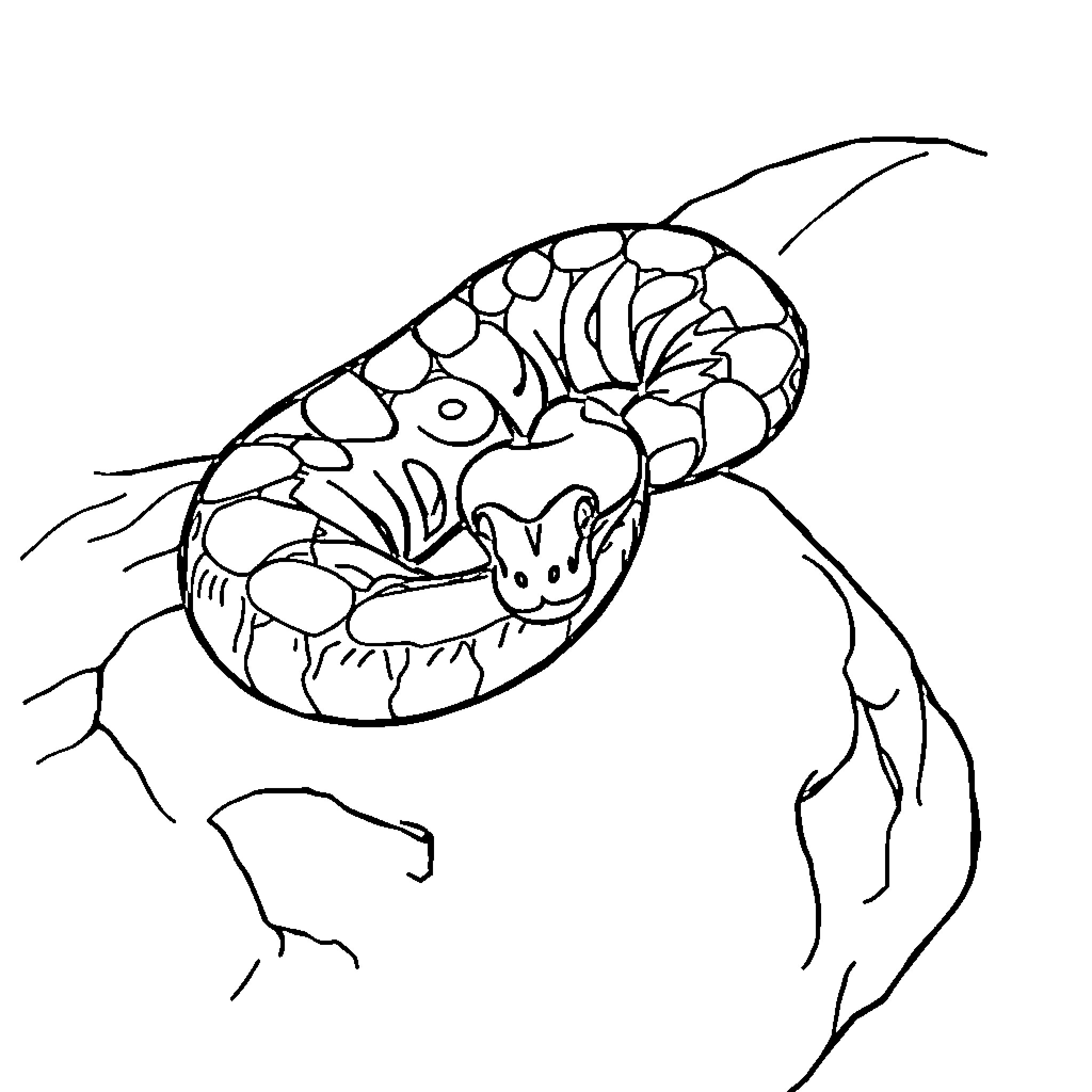 Ball Python coiled in striking position Coloring Page (free black-and-white line drawing printable PDF for all, from beginners to advanced learners, including children, teens, adults, and seniors)
