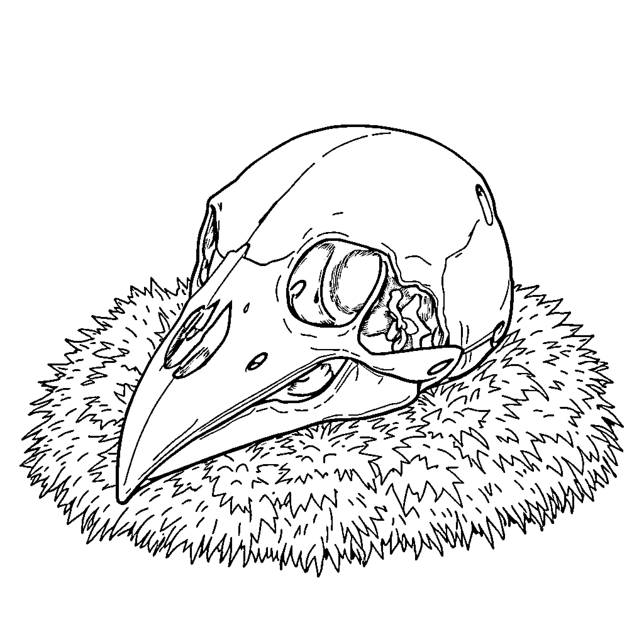 Bird Skull in Nest Coloring Page (free black-and-white line drawing printable PDF for all, from beginners to advanced learners, including children, teens, adults, and seniors)